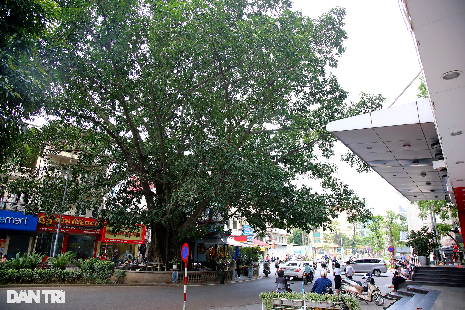 Những cây đại thụ án ngữ giữa đường lớn ở Hà Nội vẫn sống khỏe - 11