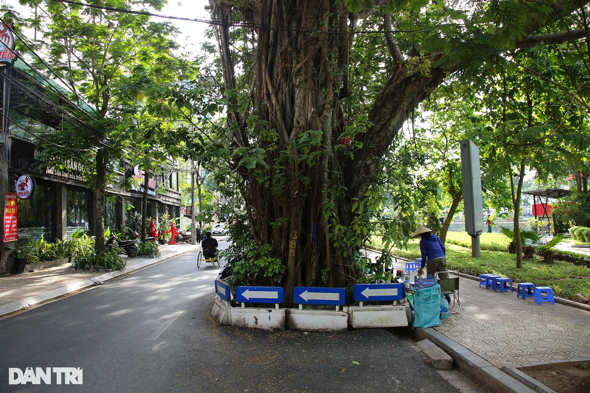 Những cây đại thụ án ngữ giữa đường lớn ở Hà Nội vẫn sống khỏe - 12