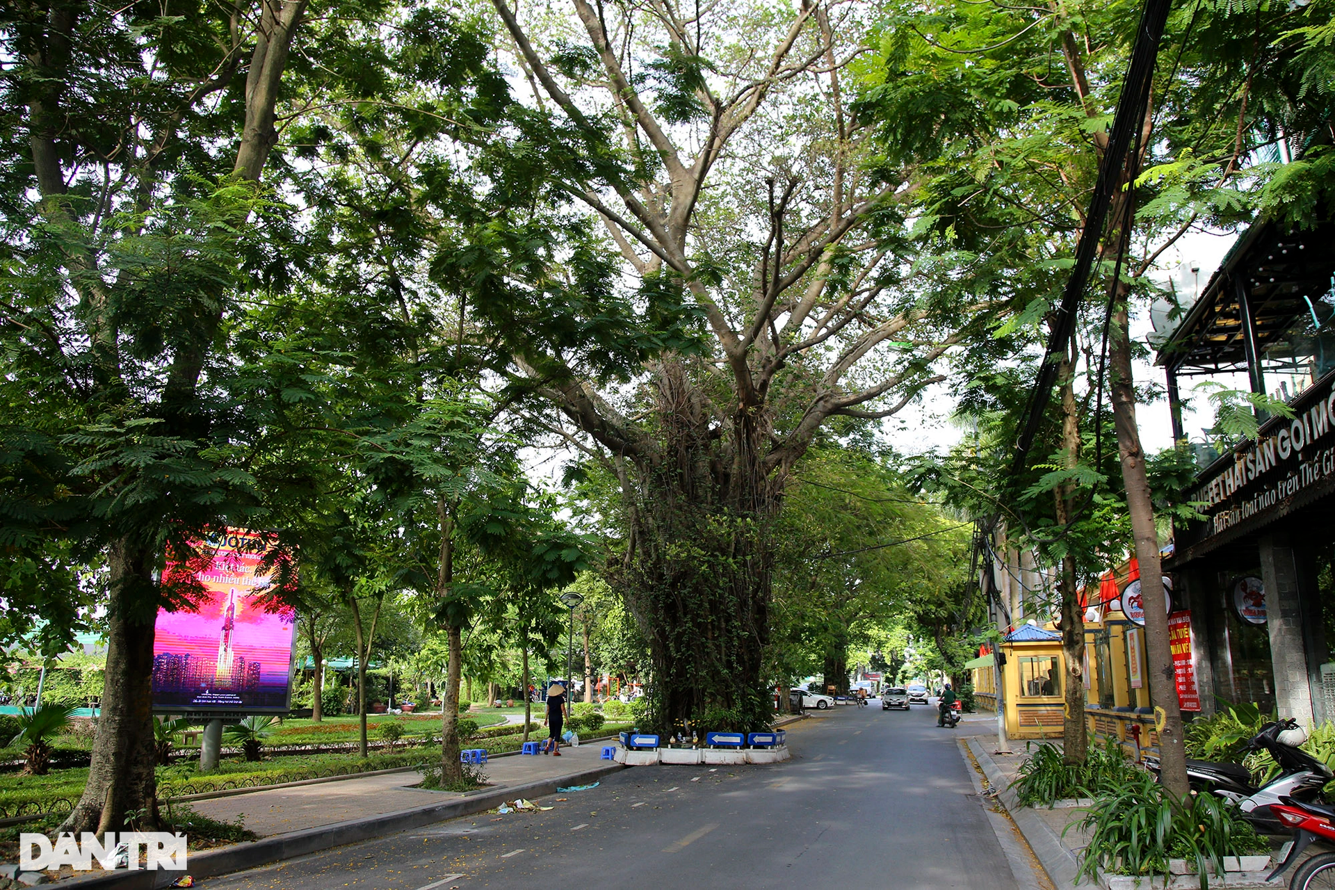 Những cây đại thụ án ngữ giữa đường lớn ở Hà Nội vẫn sống khỏe - 14