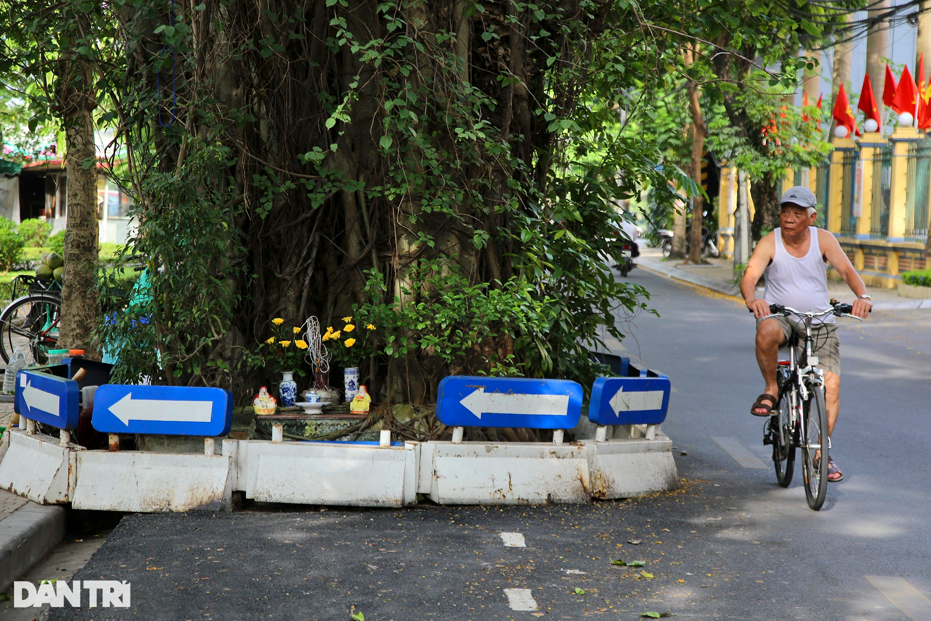 Những cây đại thụ án ngữ giữa đường lớn ở Hà Nội vẫn sống khỏe - 13