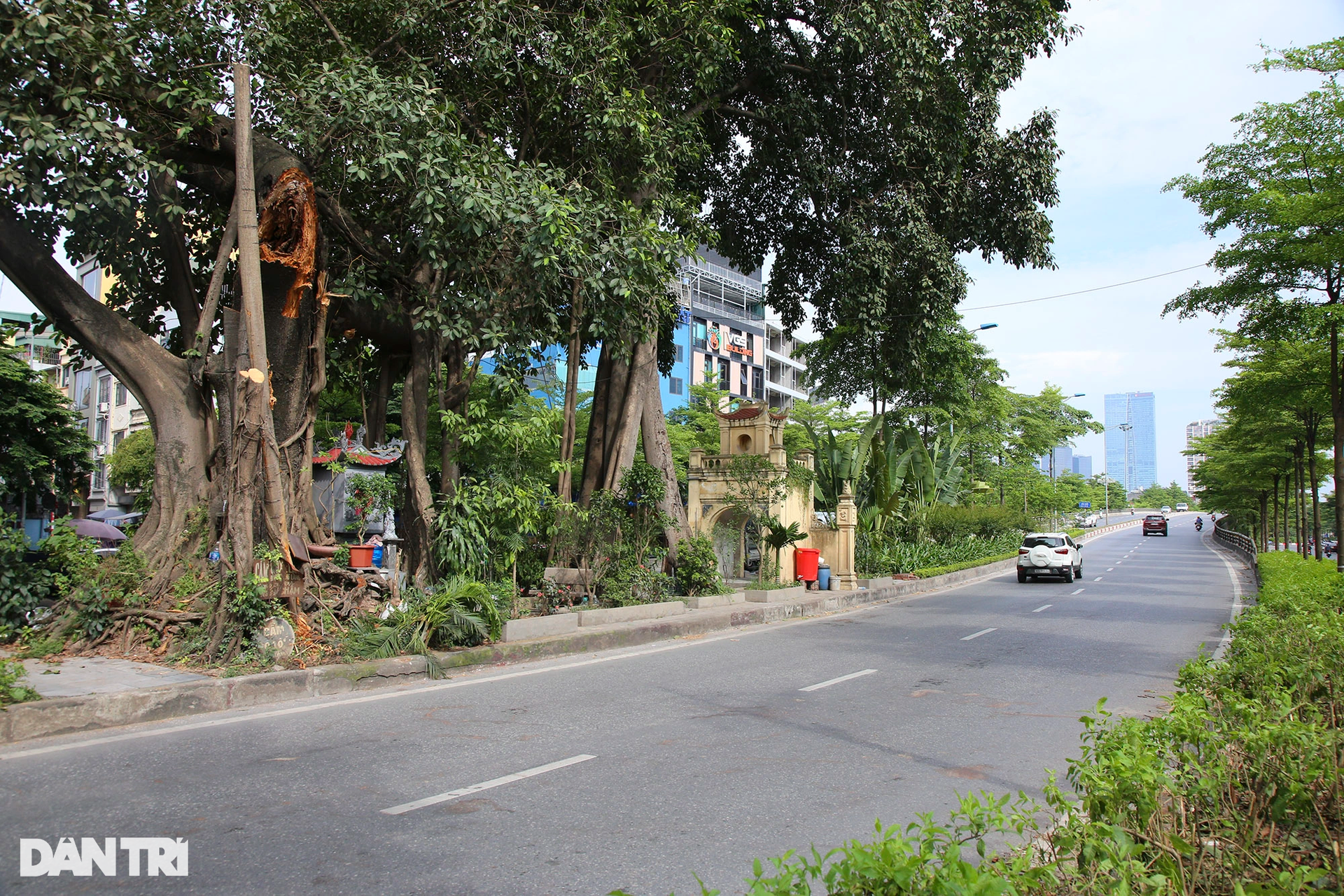 Những cây đại thụ án ngữ giữa đường lớn ở Hà Nội vẫn sống khỏe - 16