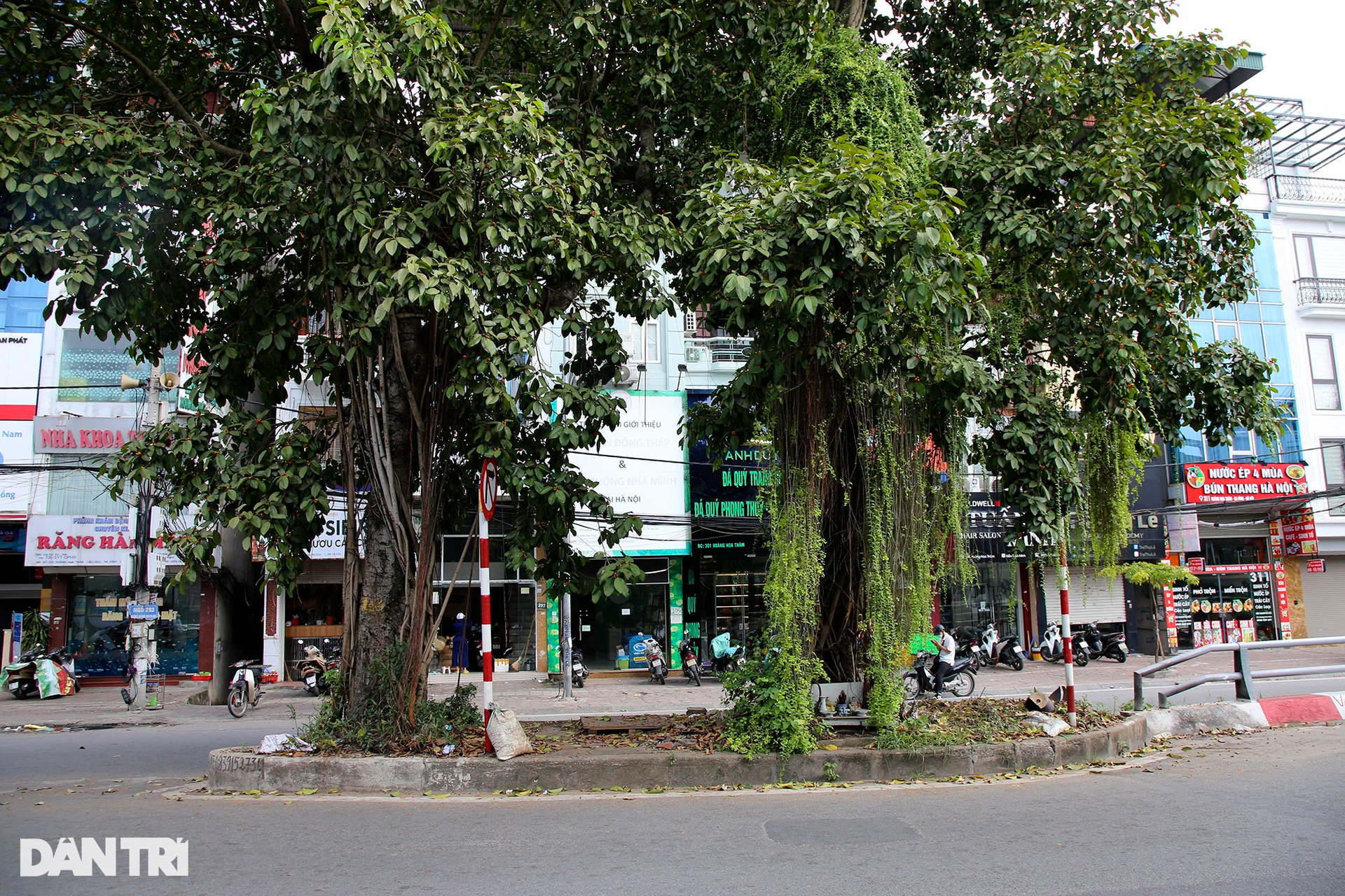Những cây đại thụ án ngữ giữa đường lớn ở Hà Nội vẫn sống khỏe - 2