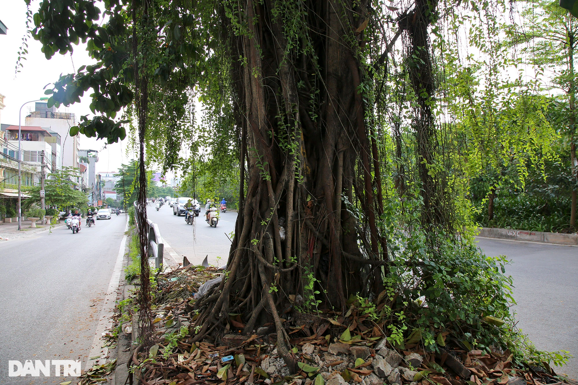 Những cây đại thụ án ngữ giữa đường lớn ở Hà Nội vẫn sống khỏe - 3