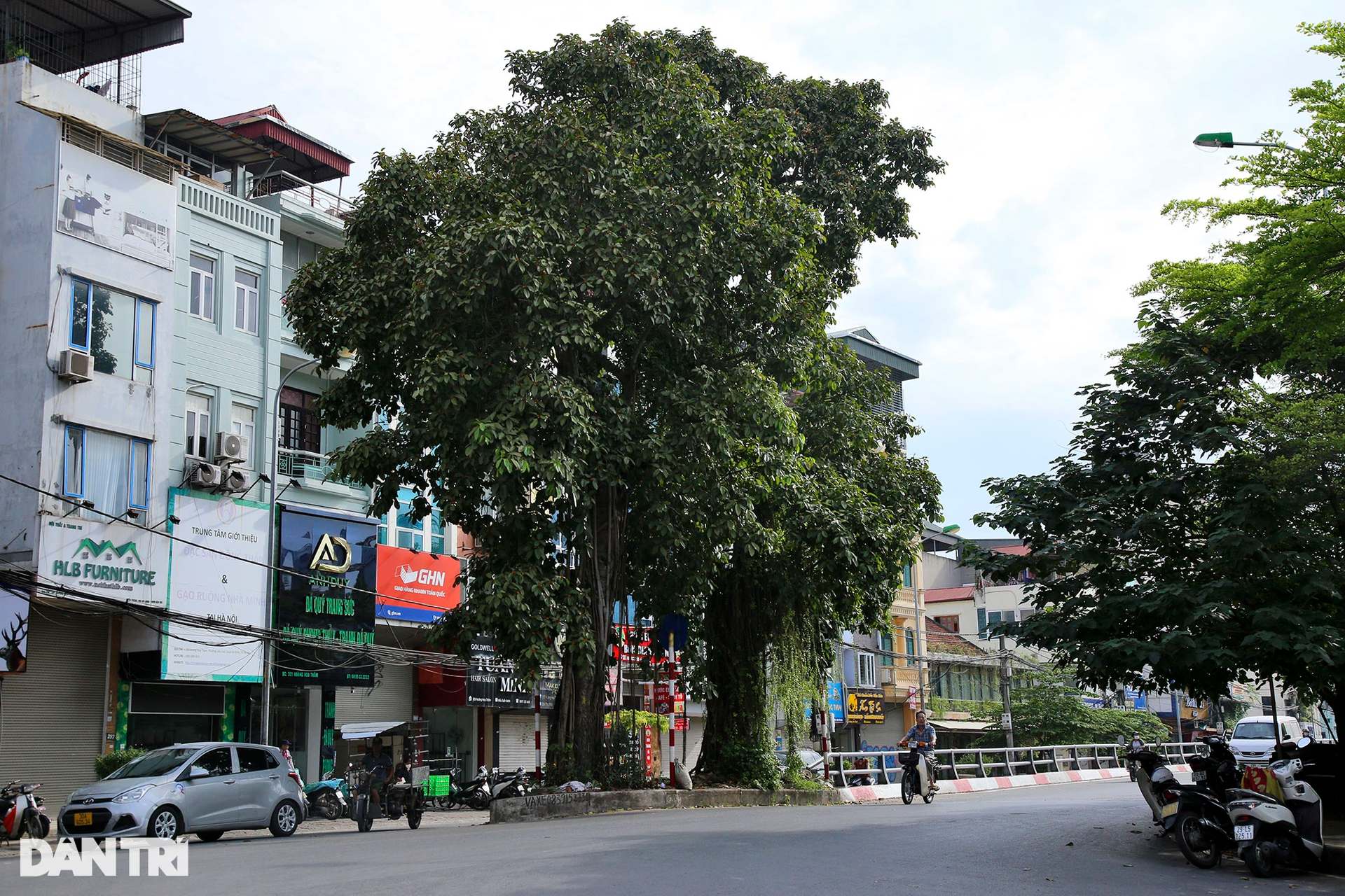 Những cây đại thụ án ngữ giữa đường lớn ở Hà Nội vẫn sống khỏe - 4