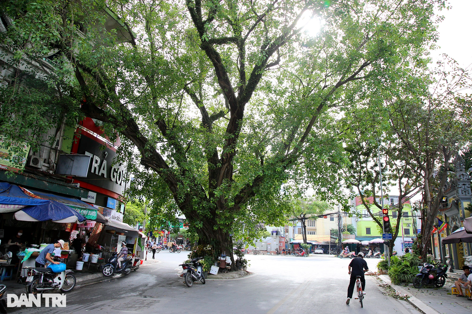 Những cây đại thụ án ngữ giữa đường lớn ở Hà Nội vẫn sống khỏe - 5