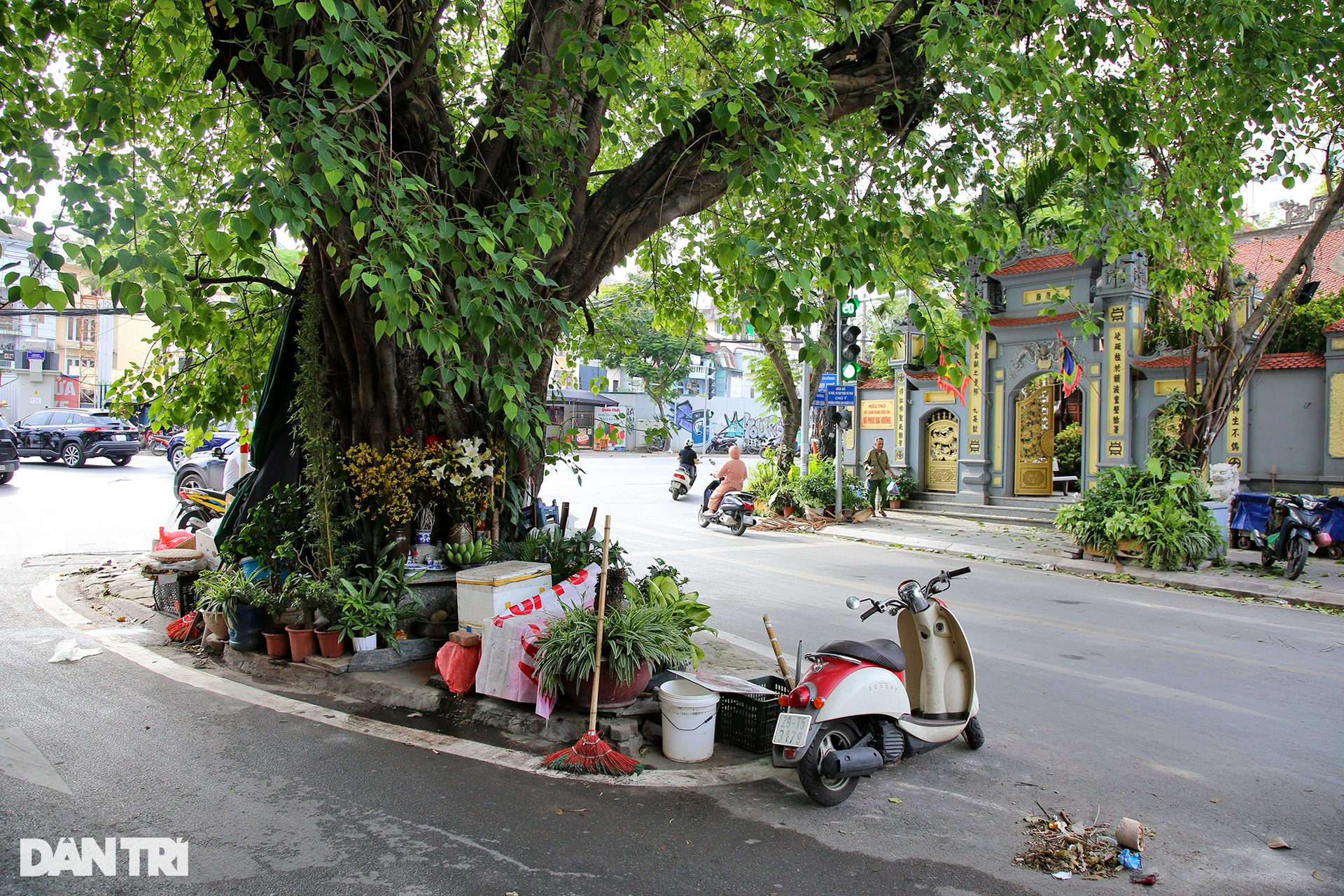 Những cây đại thụ án ngữ giữa đường lớn ở Hà Nội vẫn sống khỏe - 6