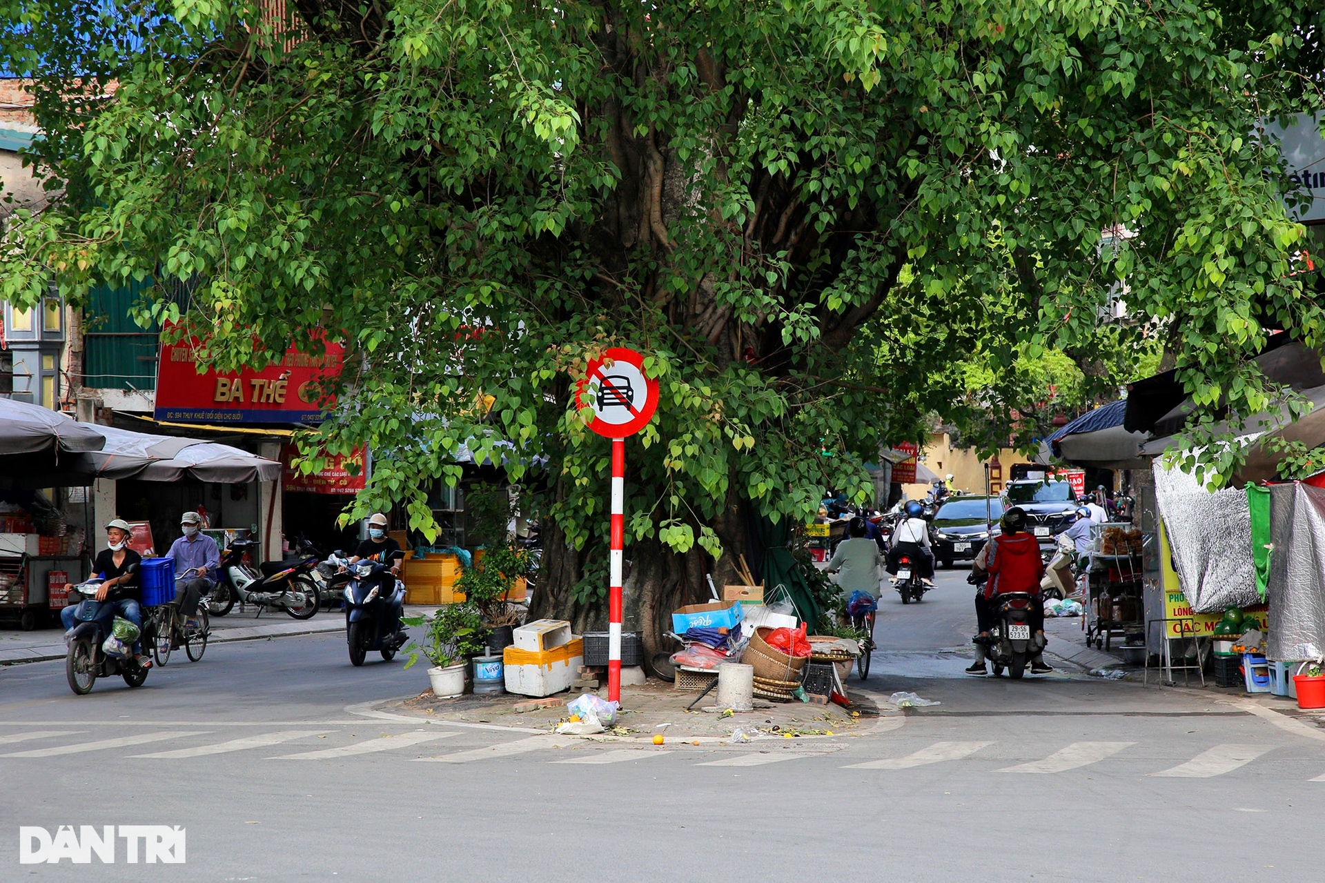 Những cây đại thụ án ngữ giữa đường lớn ở Hà Nội vẫn sống khỏe - 7