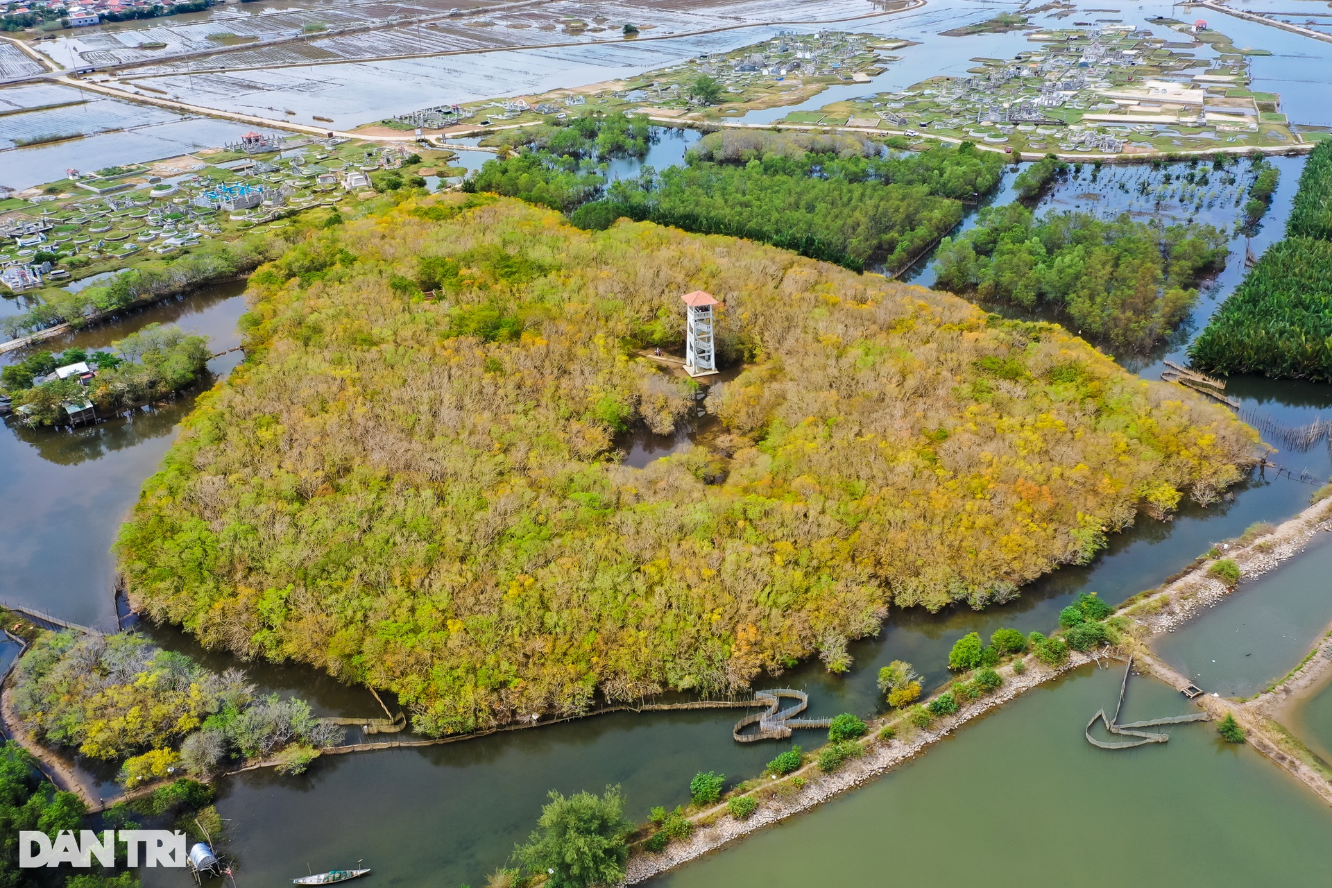 Golden season in Ru Cha mangrove forest - 1