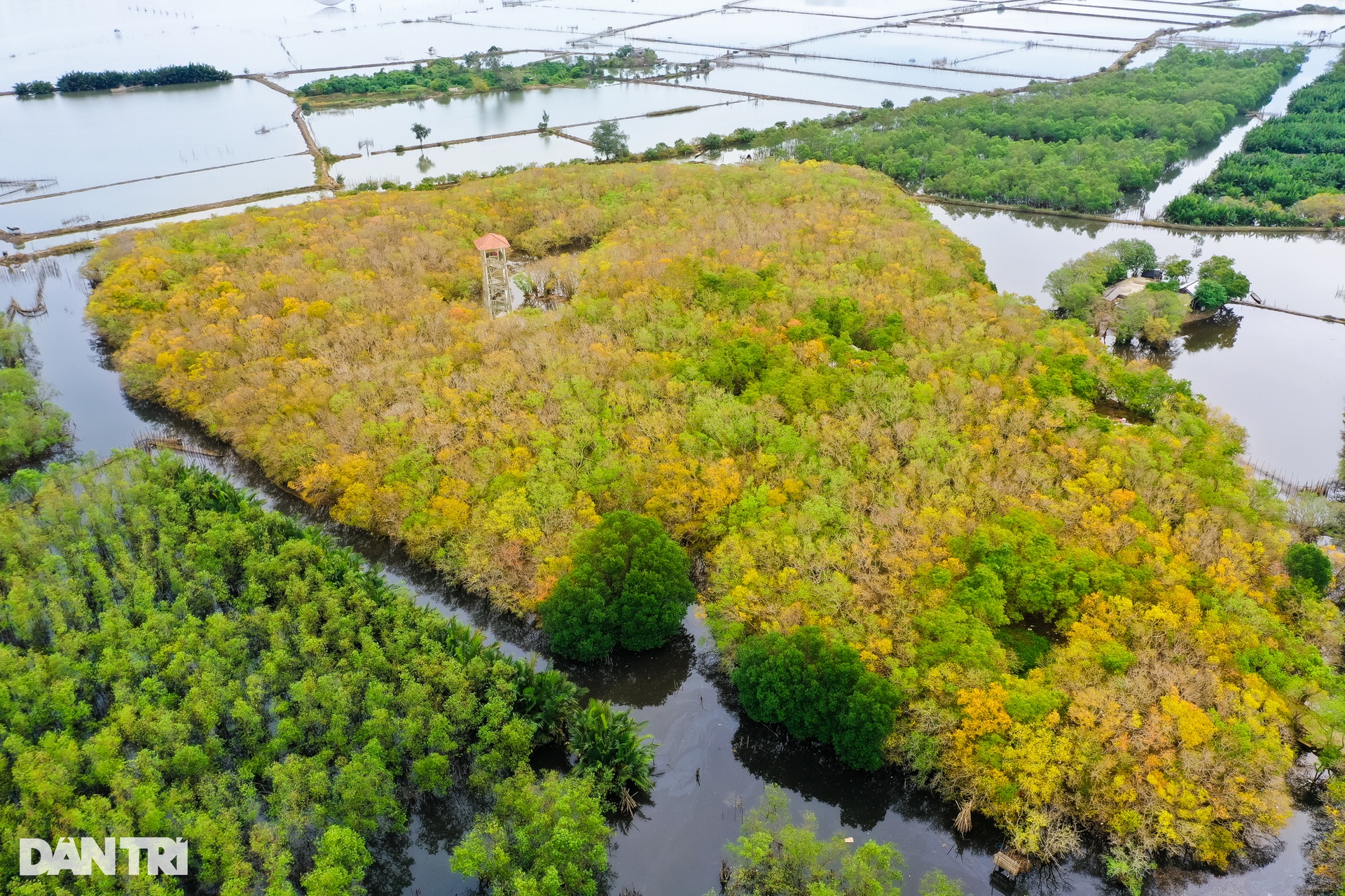 Golden season in Ru Cha mangrove forest - 15