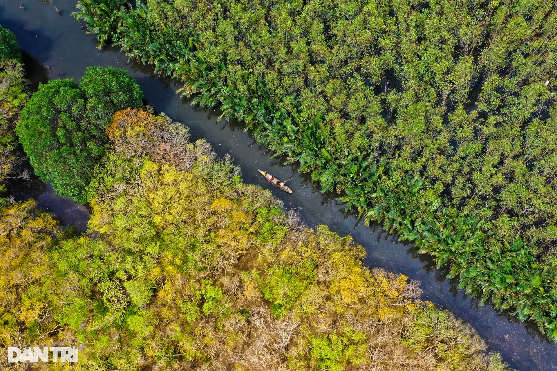 Golden season in Ru Cha mangrove forest - 2
