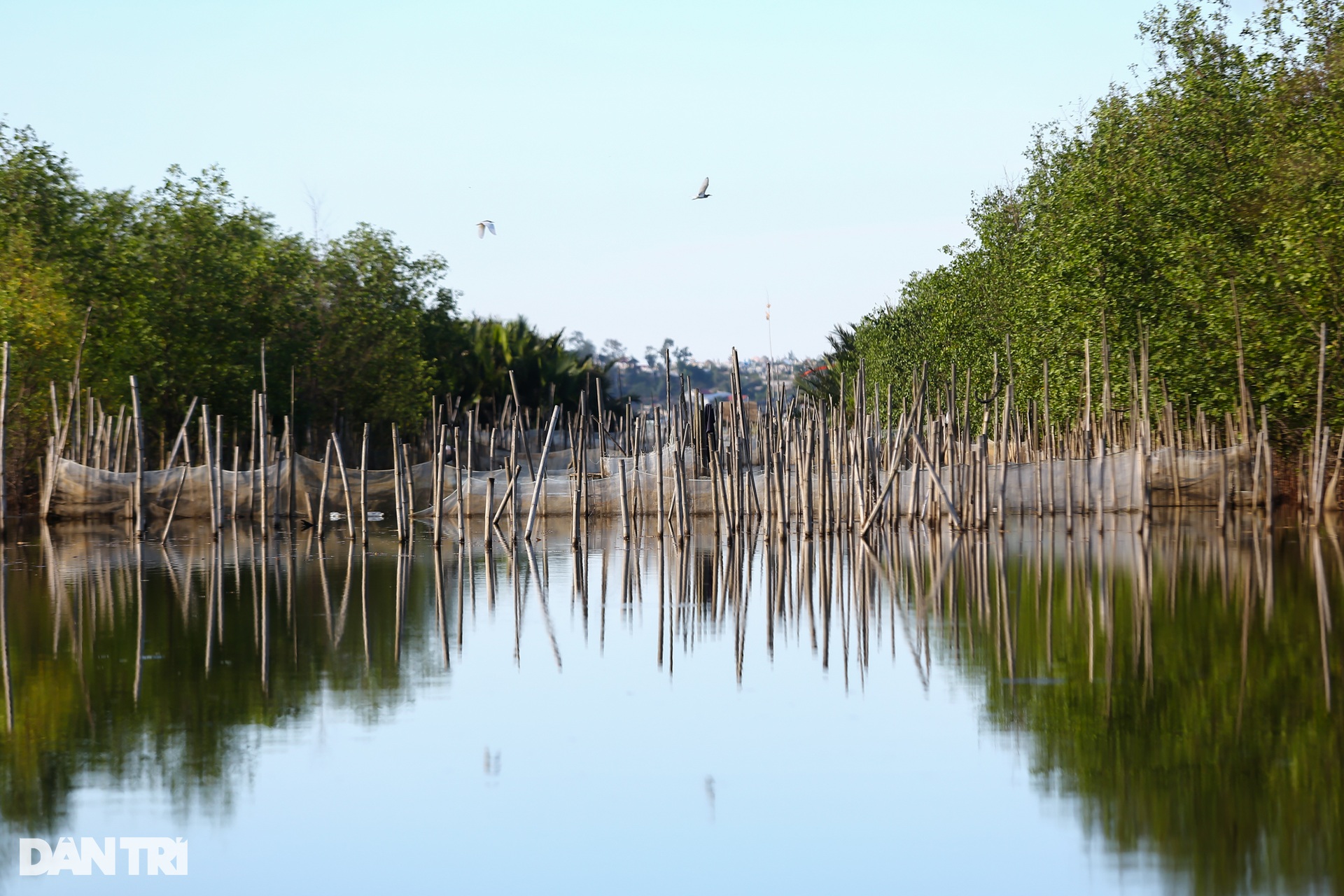 Golden season in Ru Cha mangrove forest - 4 Golden season in Ru Cha mangrove forest - 4