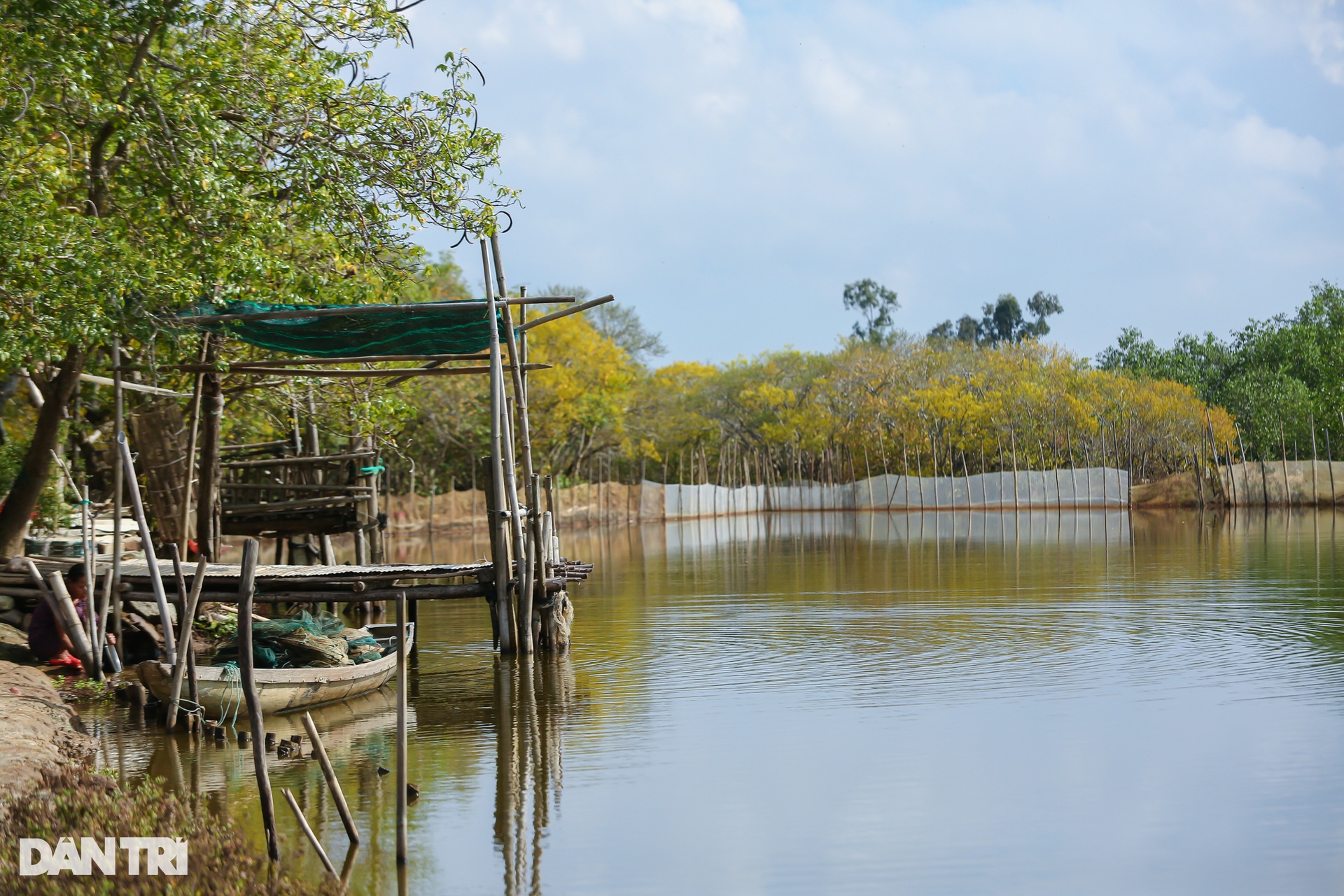 Golden season in Ru Cha mangrove forest - 3 Golden season in Ru Cha mangrove forest - 3