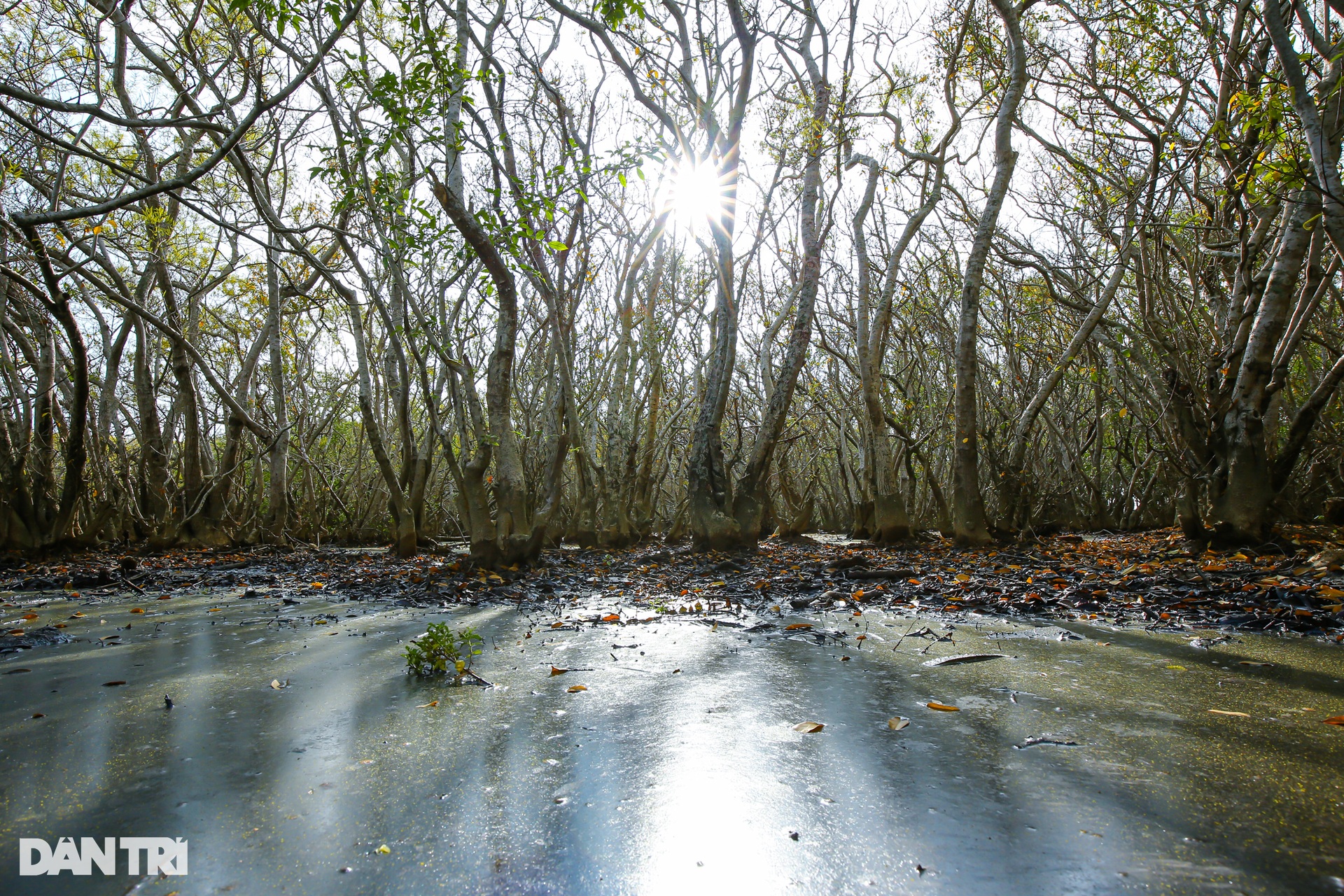 Golden season in Ru Cha mangrove forest - 5 Golden season in Ru Cha mangrove forest - 5