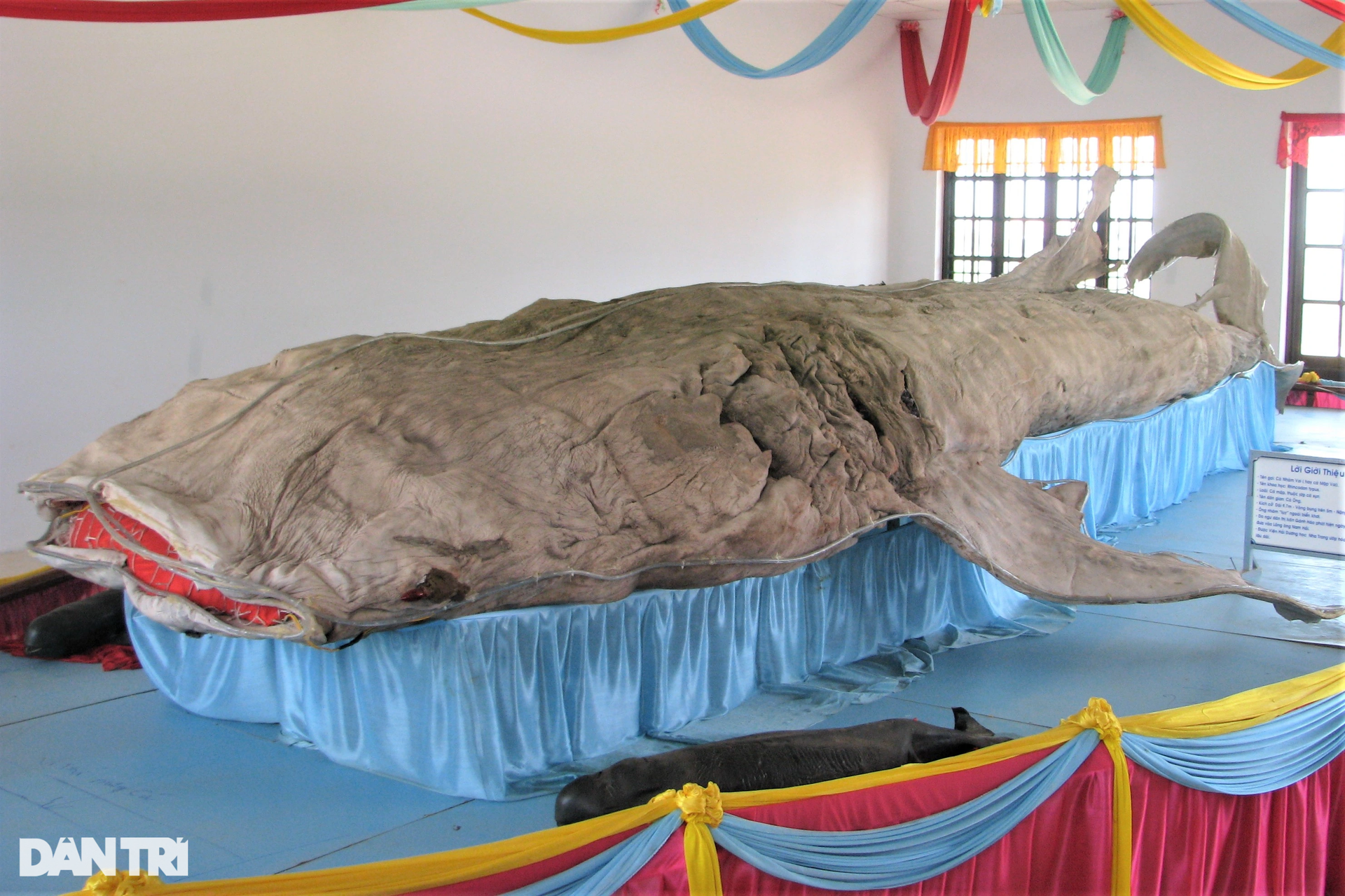 Admire the skin of Vietnam's largest shark in Ganh Hao - Bac Lieu - 10