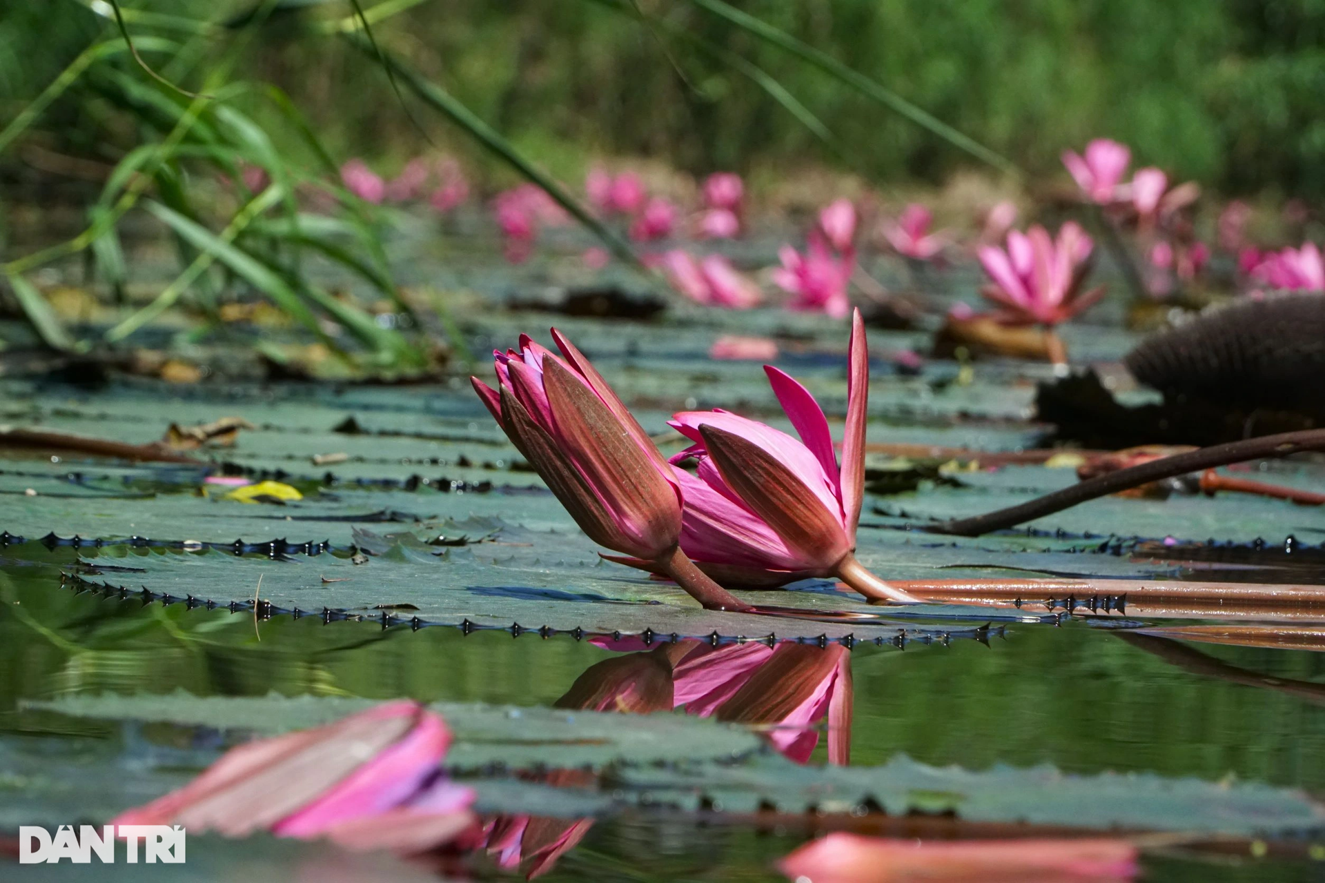 See autumn in the great love cup of Thanh country - 9