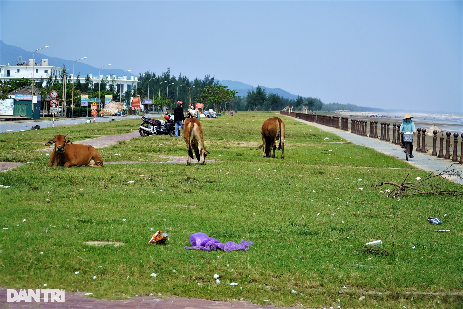 Bãi biển đẹp bị rác bủa vây, thành nơi chăn thả bò sau mùa du lịch