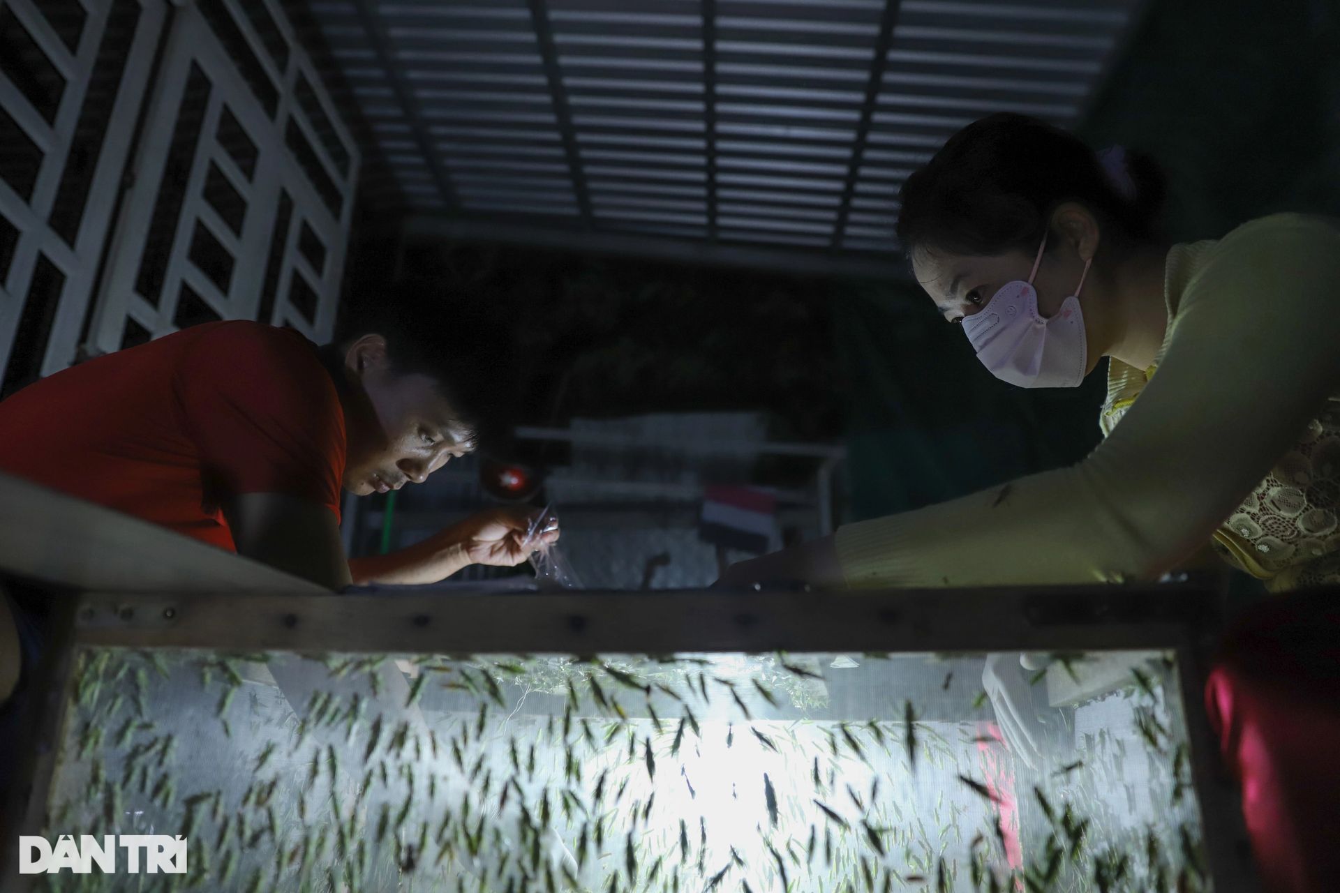 Earn millions per night thanks to locusts on the grasslands of Ho Chi Minh City - 9