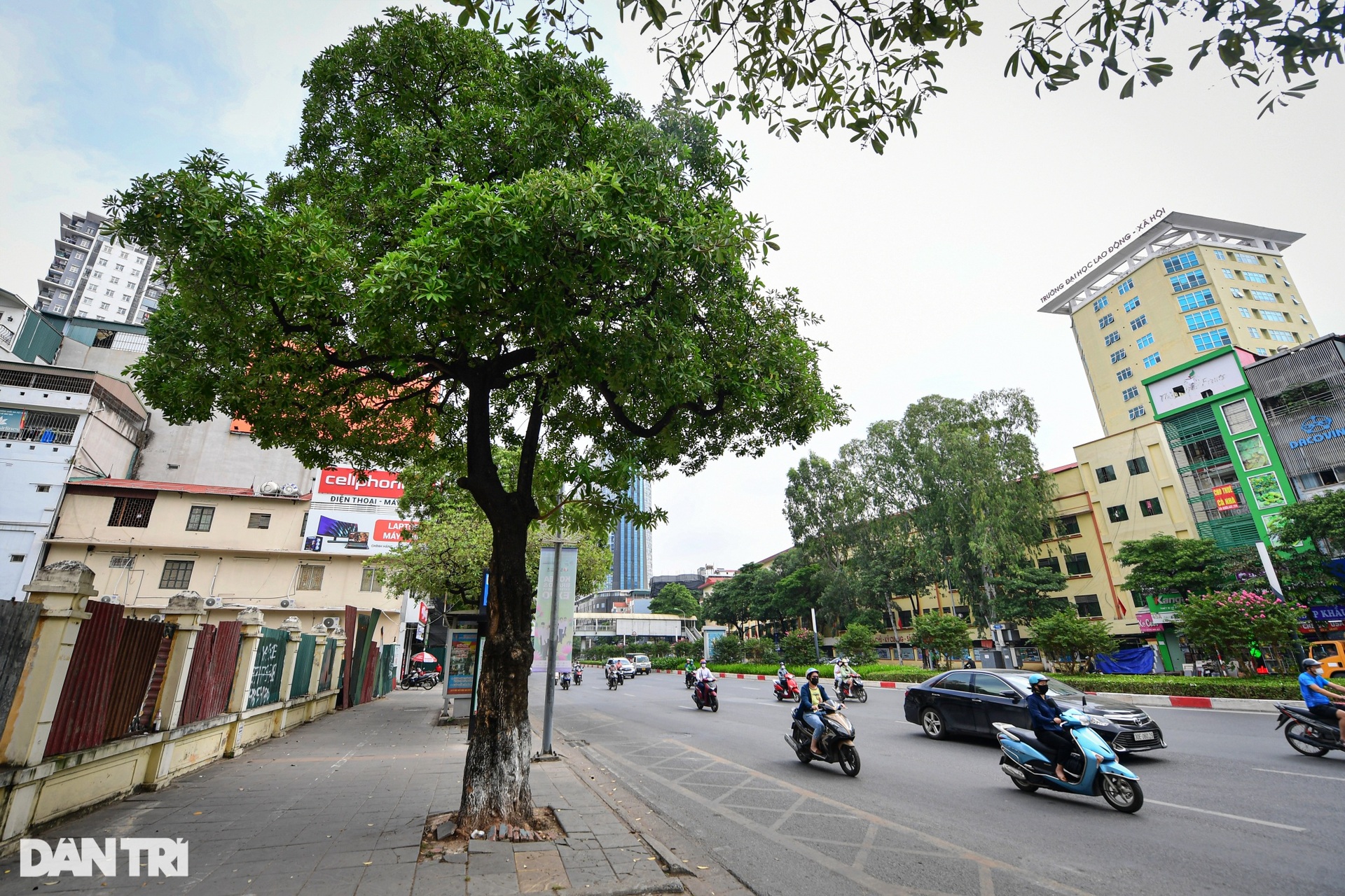 Hiện trạng 80 cây hoa sữa gây mùi khó chịu bị đề xuất di dời ở Hà Nội