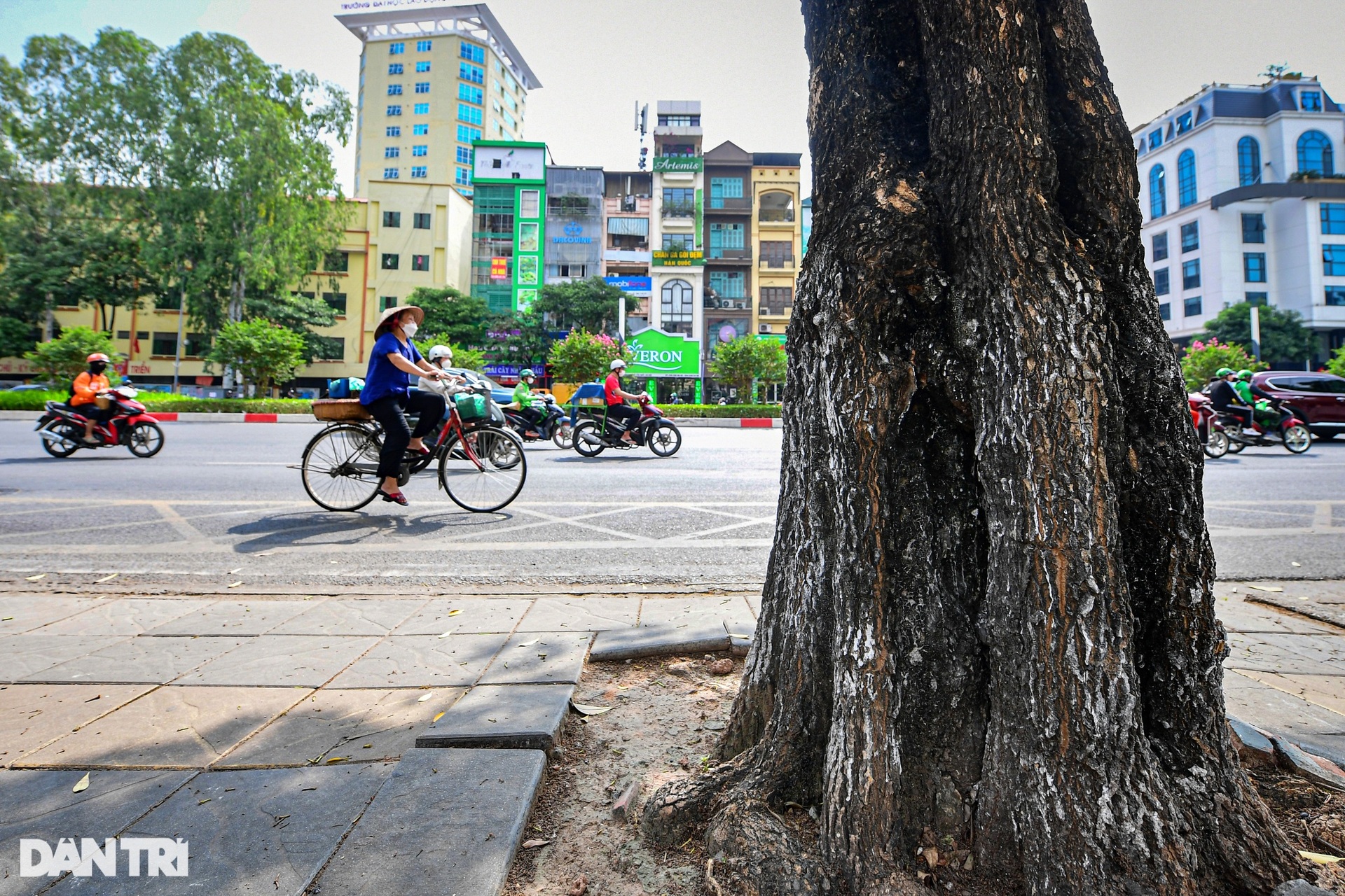 Hiện trạng 80 cây hoa sữa gây mùi khó chịu bị đề xuất di dời ở Hà Nội