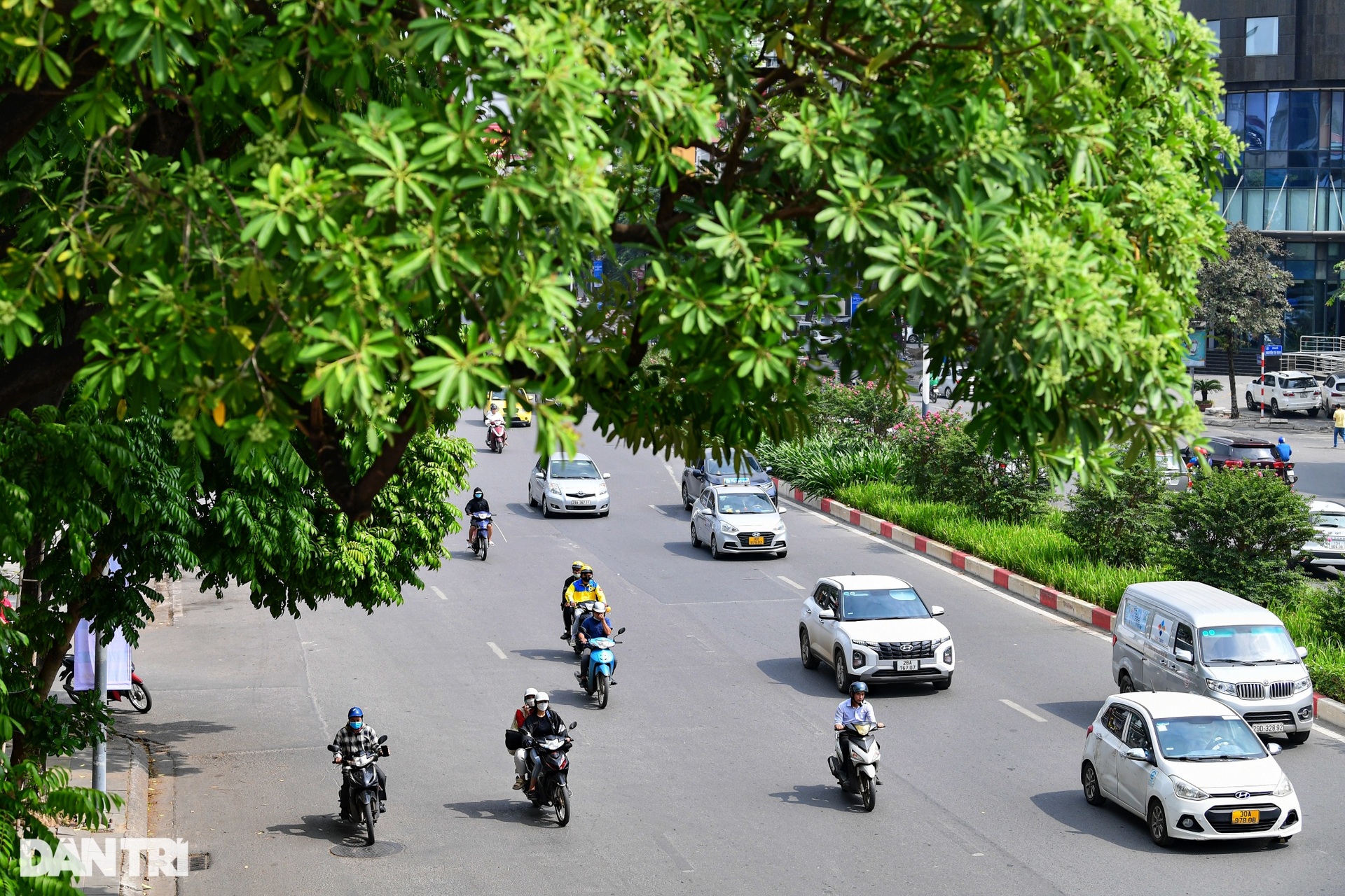 Hiện trạng 80 cây hoa sữa gây mùi khó chịu bị đề xuất di dời ở Hà Nội