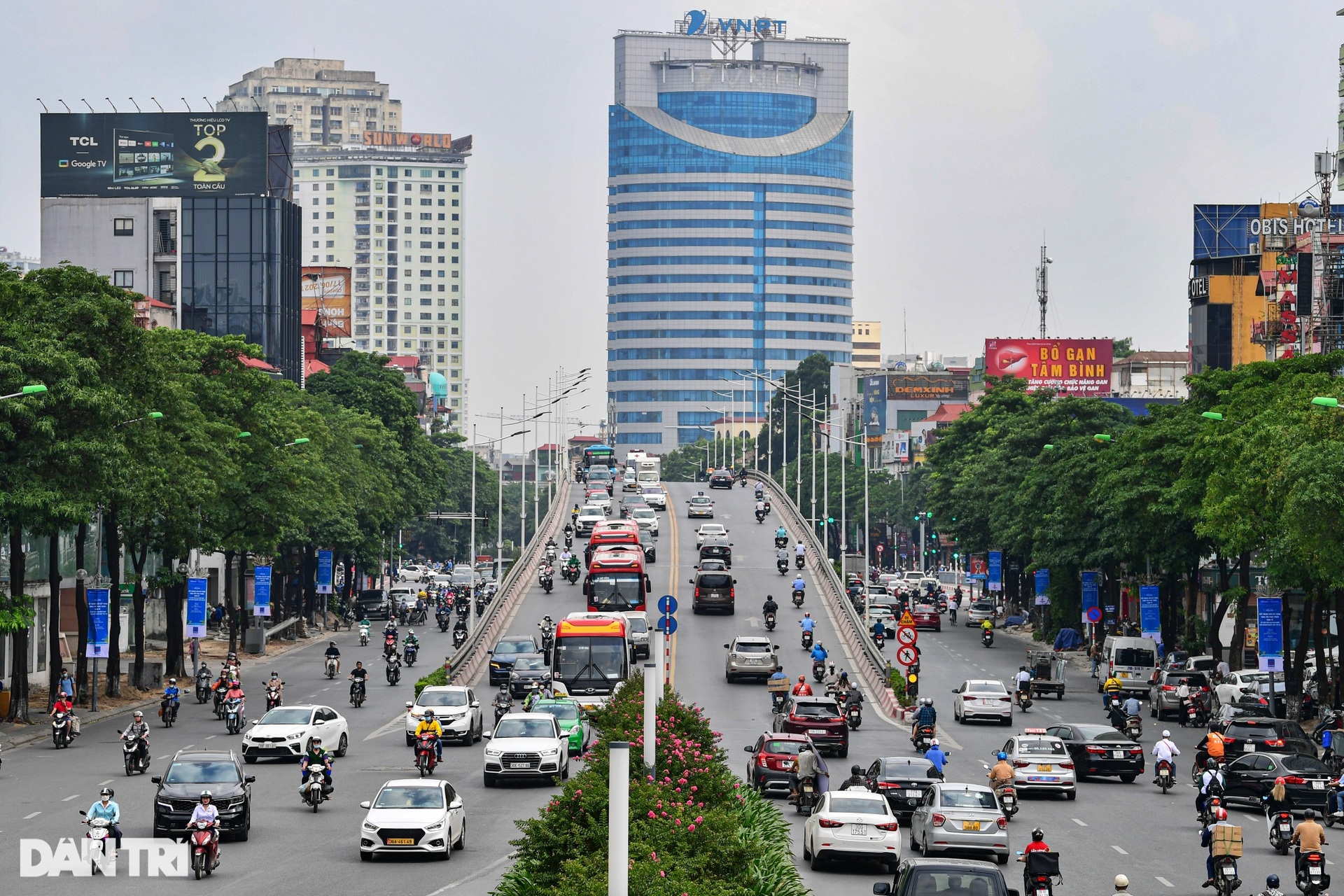 Hiện trạng 80 cây hoa sữa gây mùi khó chịu bị đề xuất di dời ở Hà Nội