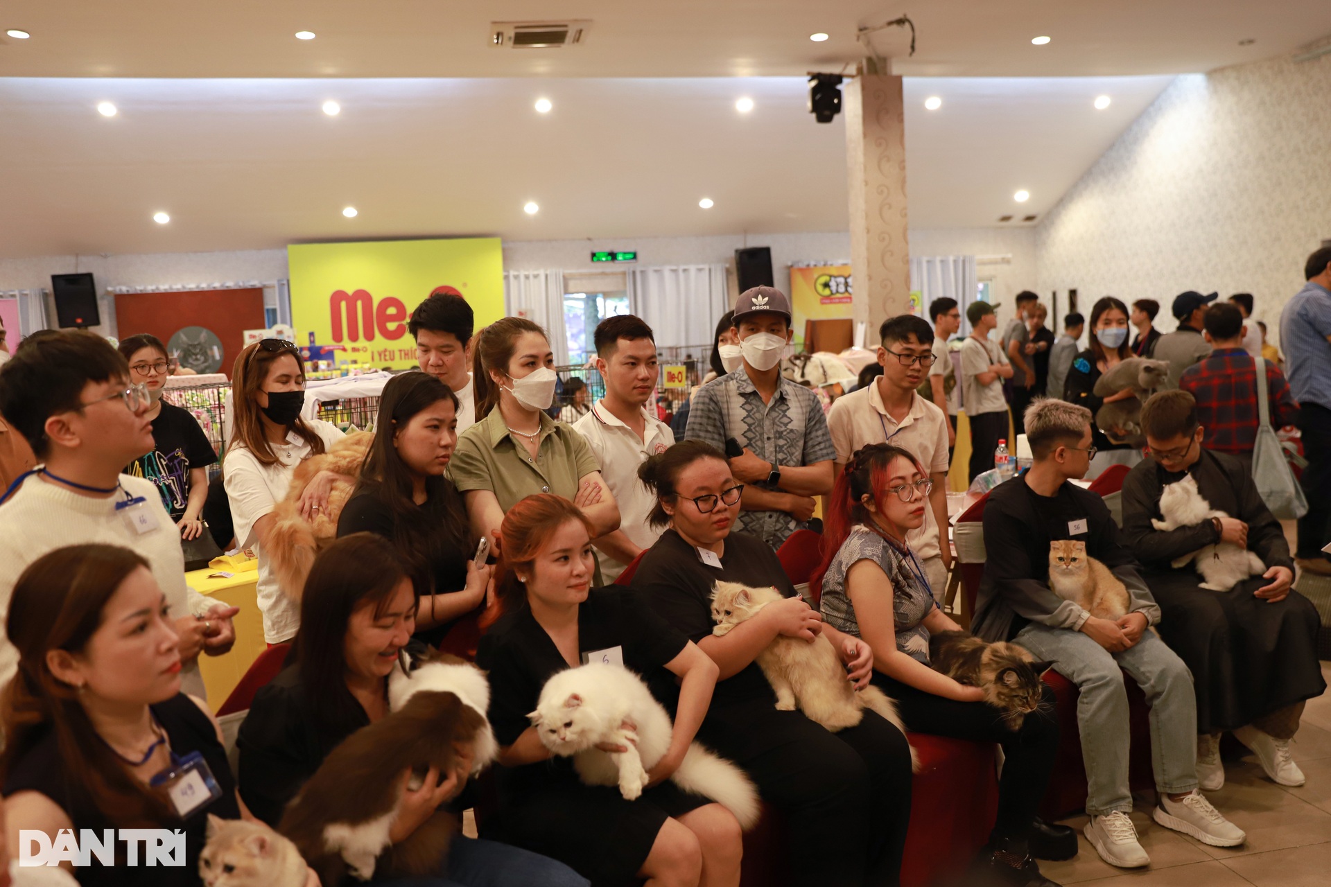 นำแมวมูลค่าเกือบพันล้านดองไปเวียดนามเพื่อประกวดนางงาม - 2 นำแมวมูลค่าเกือบพันล้านดองไปเวียดนามเพื่อประกวดนางงาม - 2