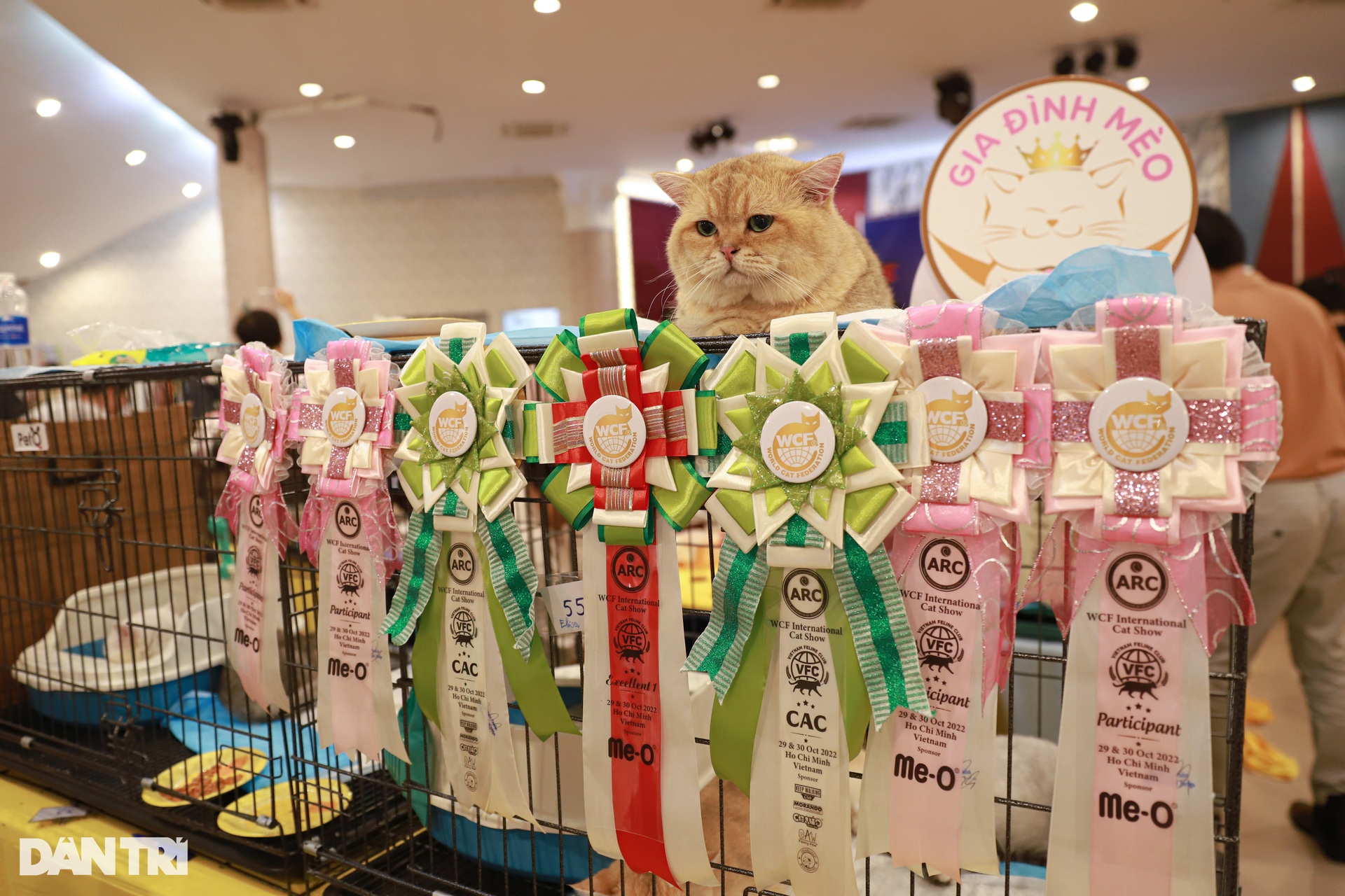 พาแมวเกือบ 1 พันล้านดองไปประกวดนางงามที่เวียดนาม - 6 พาแมวเกือบ 1 พันล้านดองไปประกวดนางงามที่เวียดนาม - 6