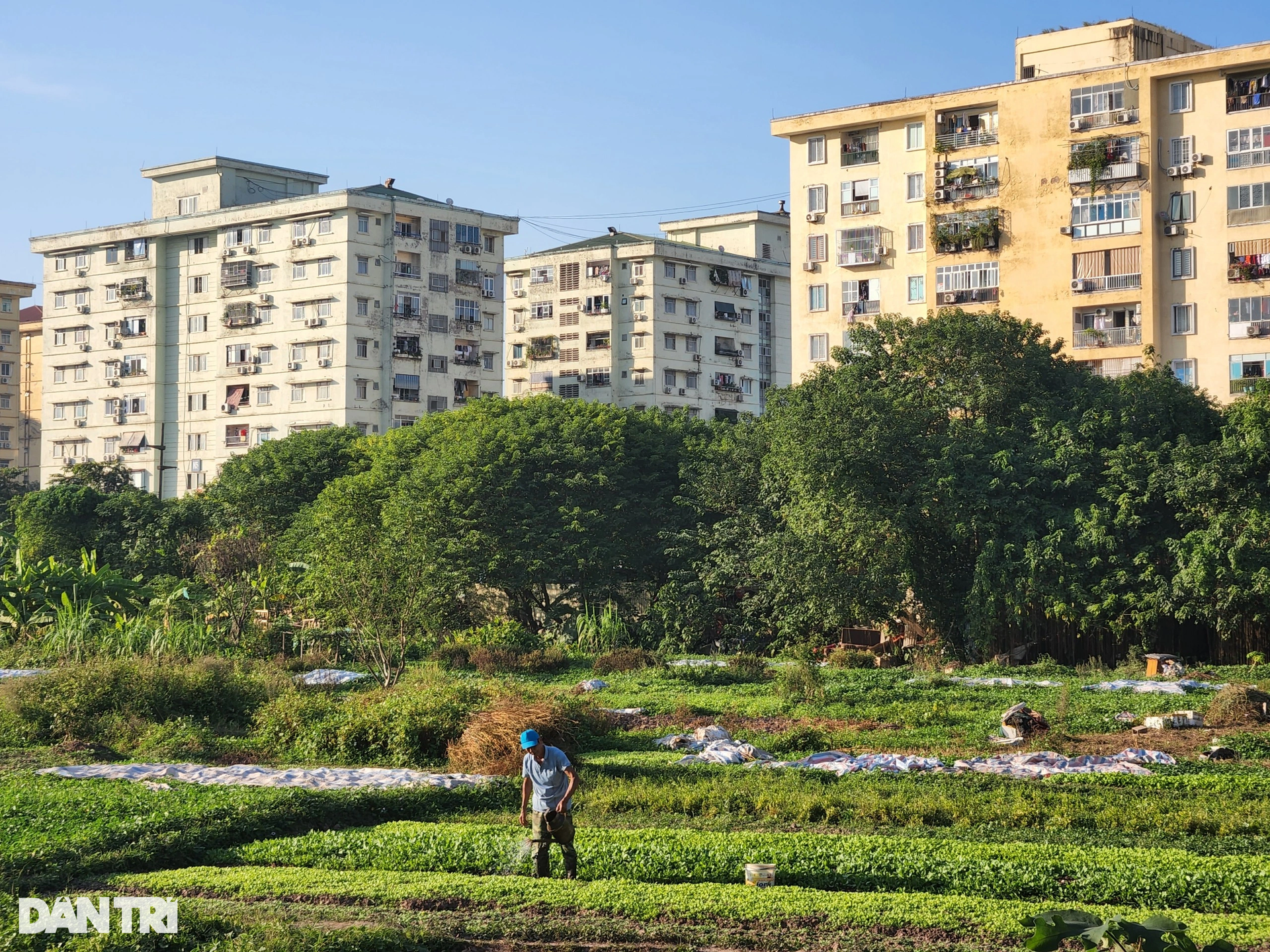 Đất vàng khu đô thị nghìn tỷ đồng thành nơi trồng rau, đổ rác - 6