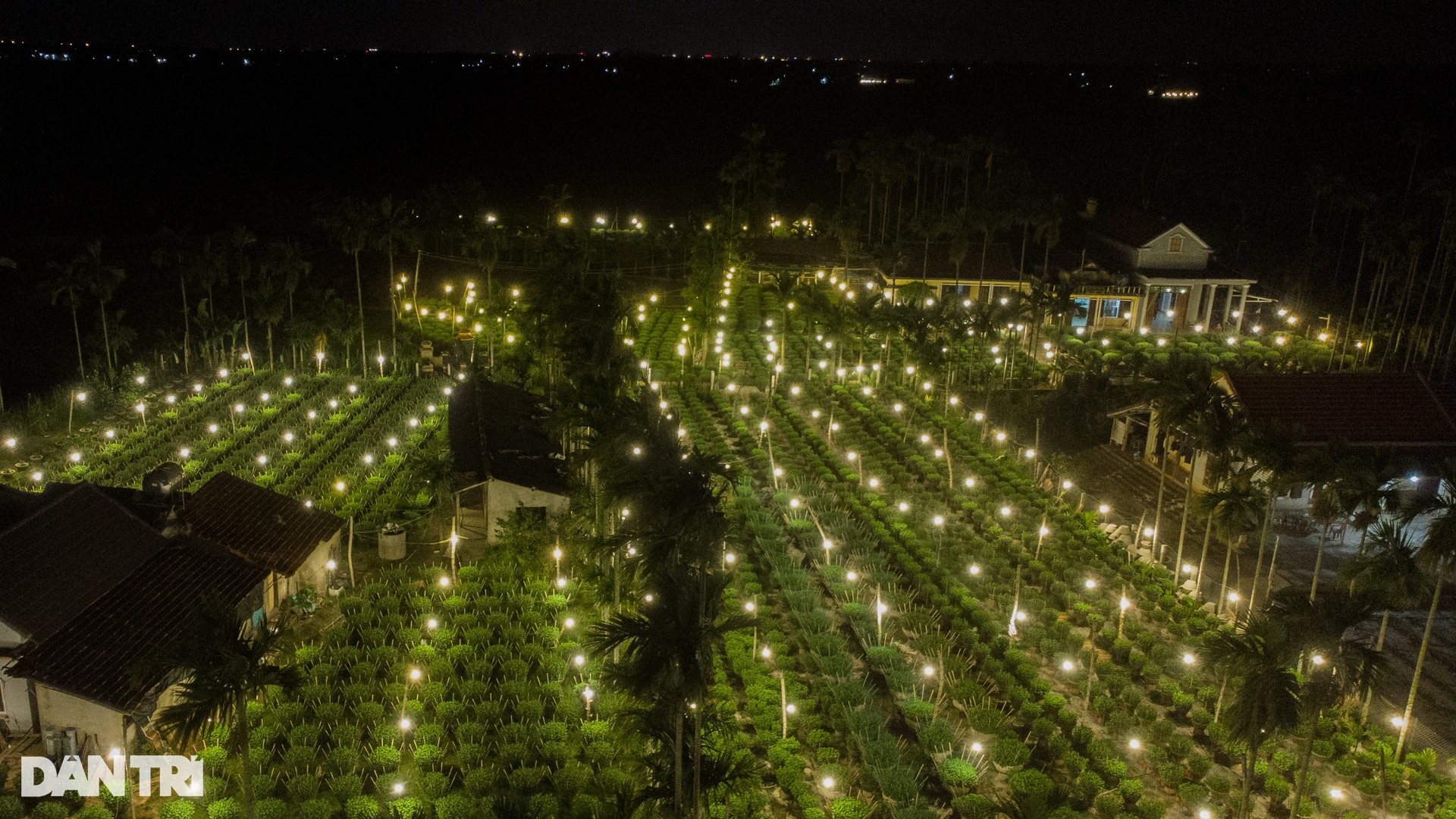 Shining bright chrysanthemum village Tet - 4