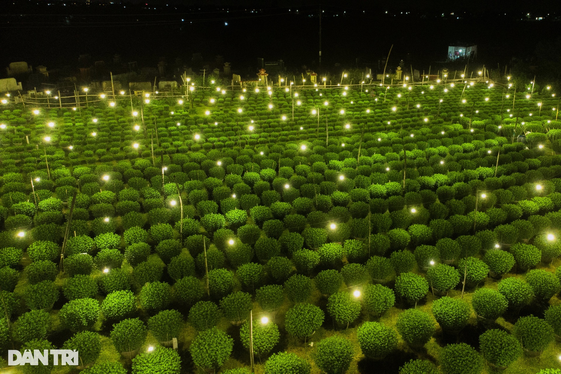 Shining bright chrysanthemum village Tet - 1