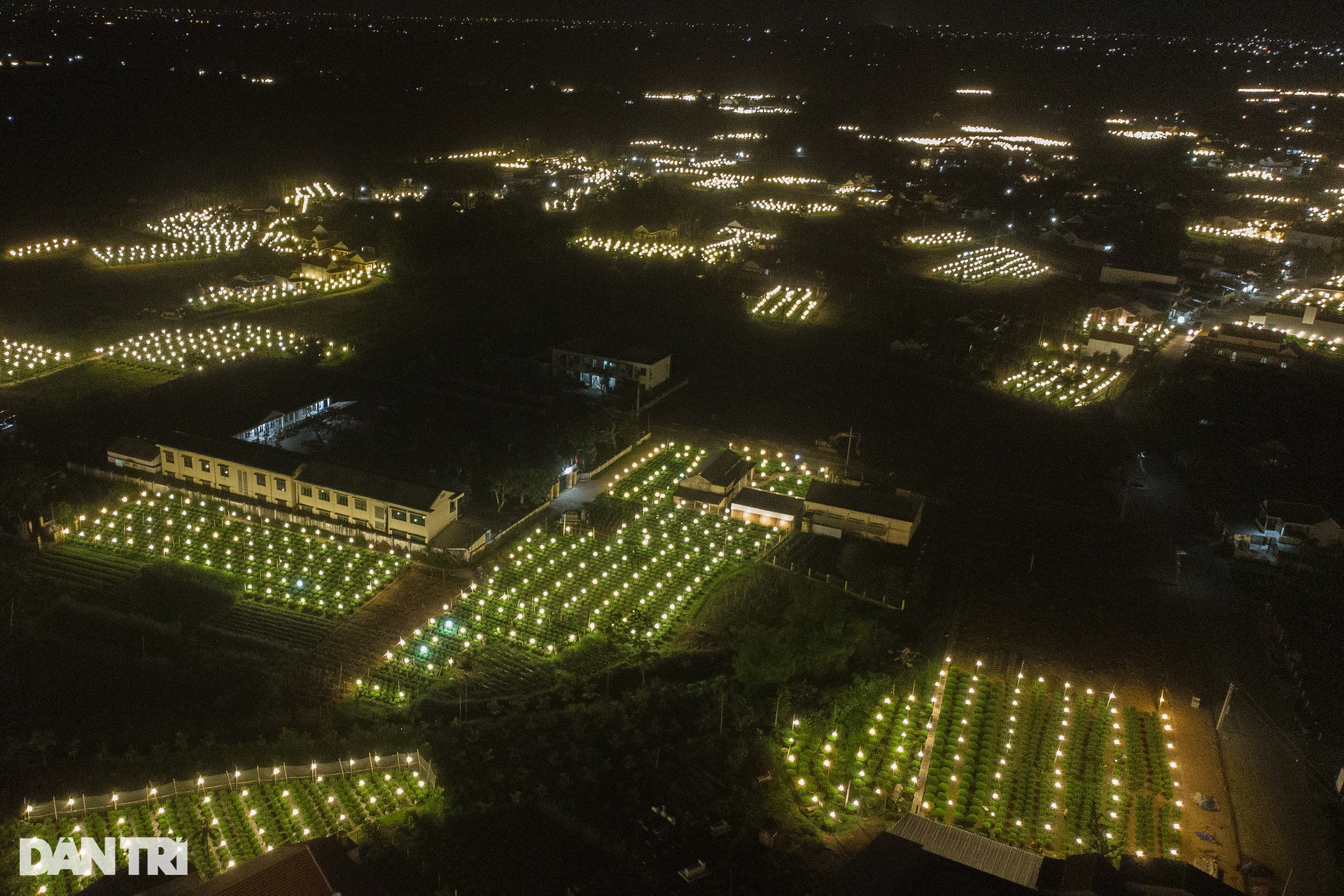 Shining bright chrysanthemum village Tet - 8