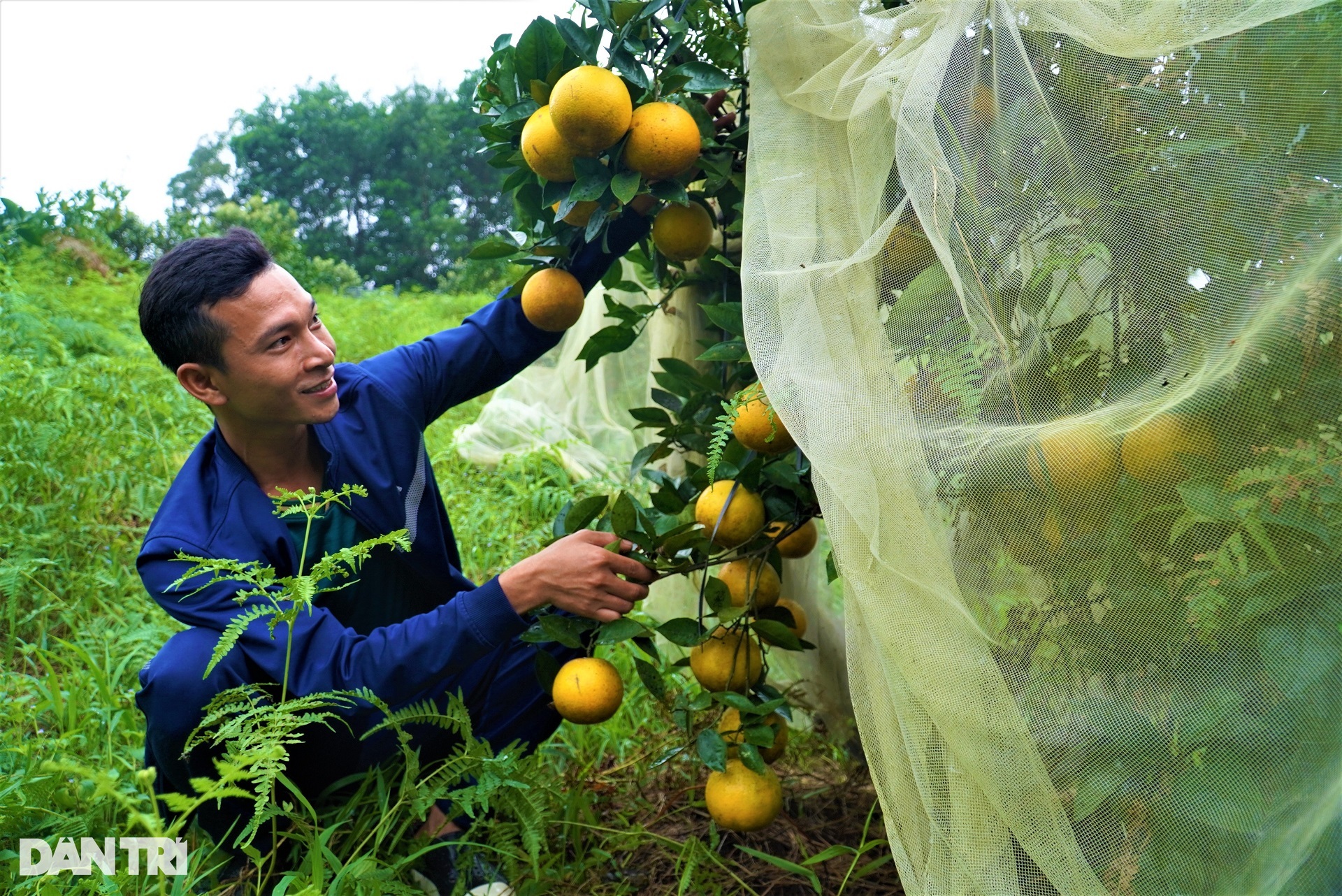 The specialty fruit grown in the mountains, the high price is still sold out - 2