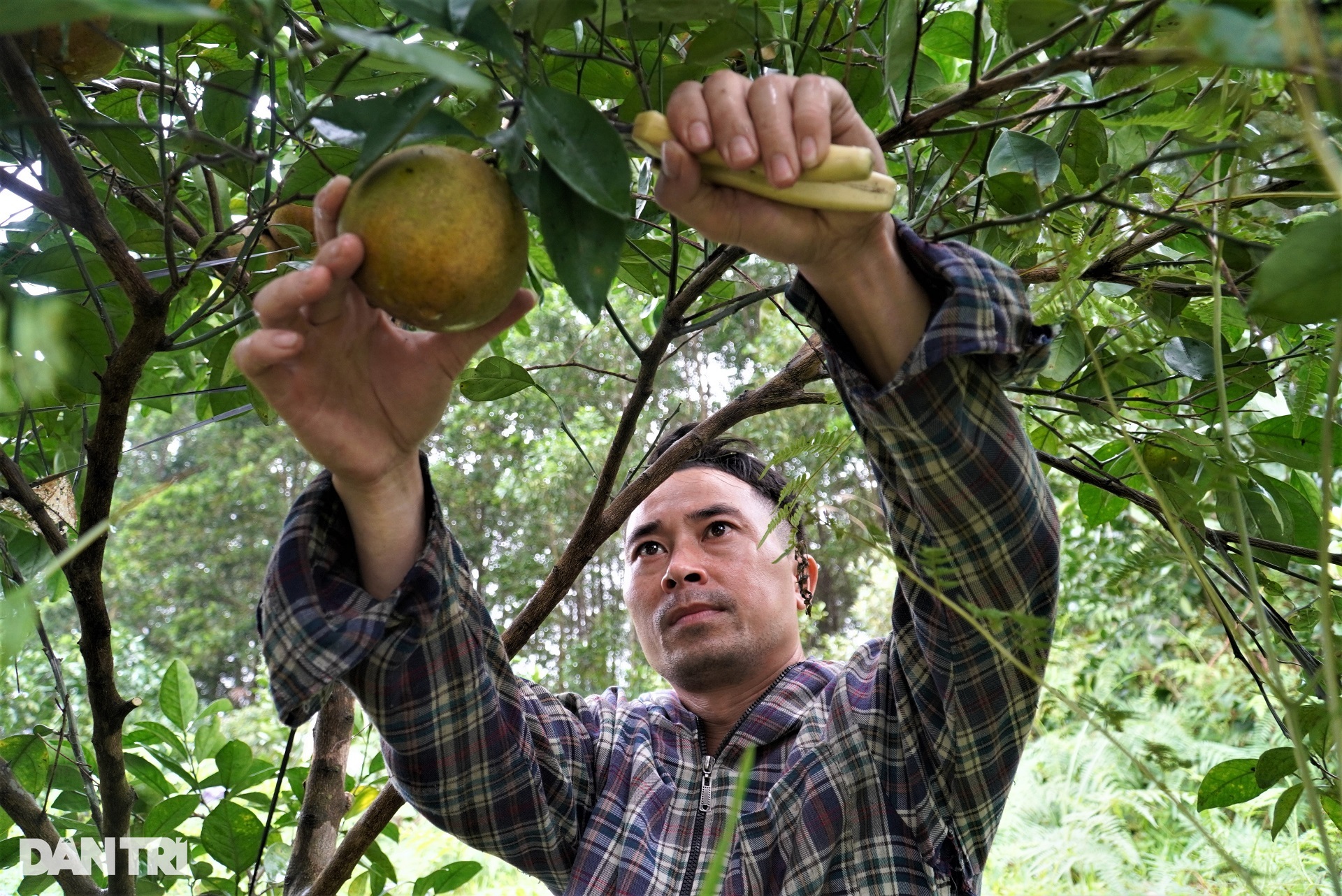 The specialty fruit grown in the mountains, the high price is still sold out - 6