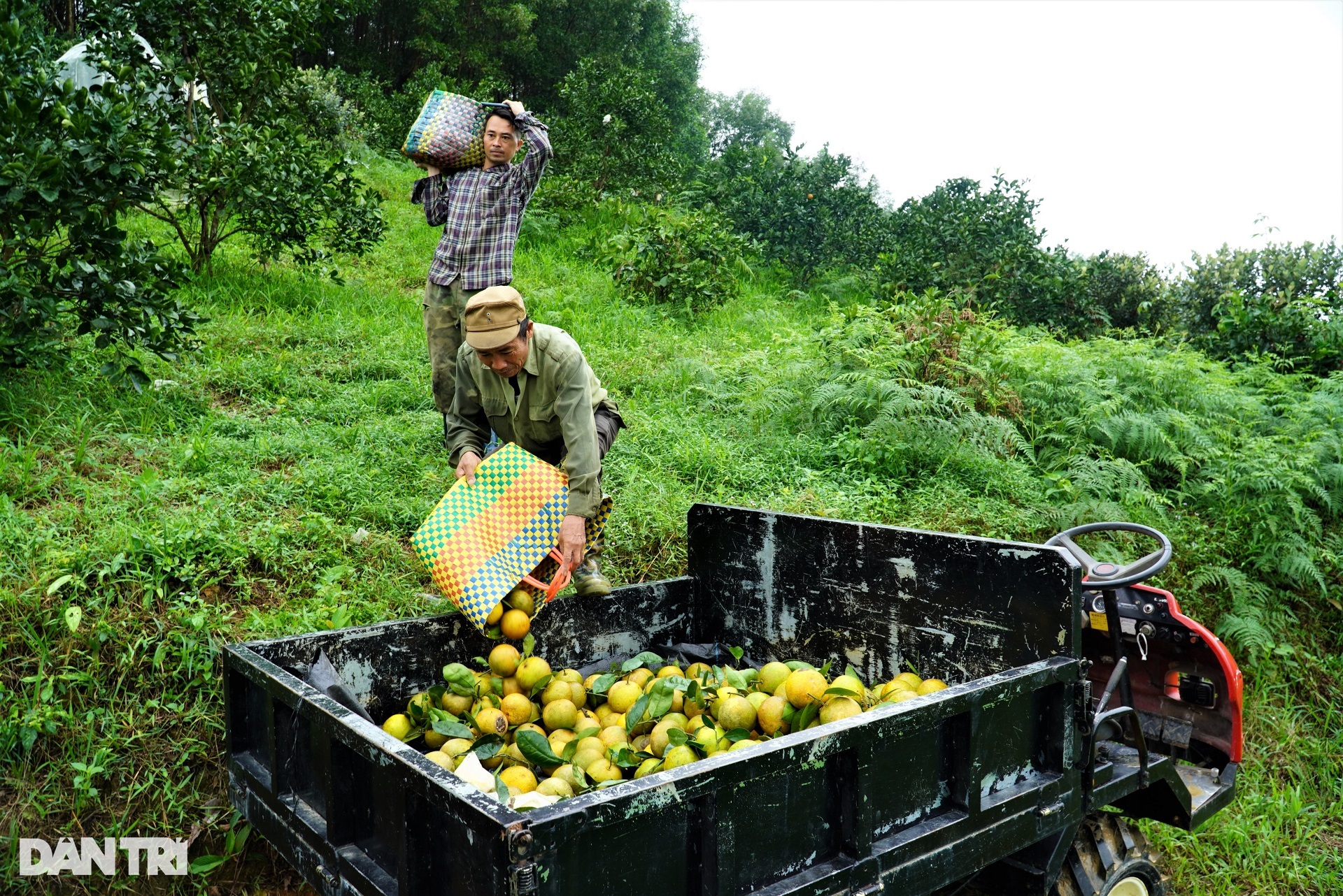 The specialty fruit grown in the mountains, the high price is still sold out - 10