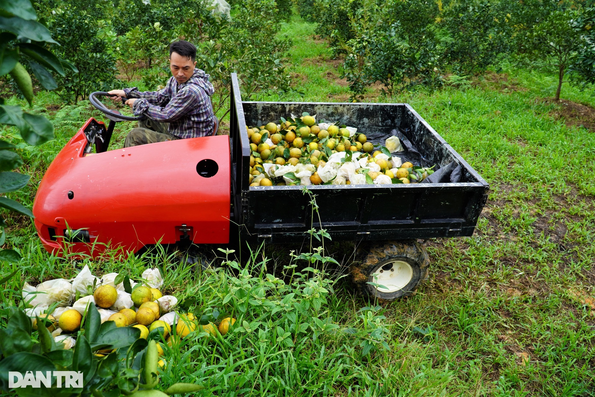 A specialty fruit grown in the mountains, high price is still sold out - 11