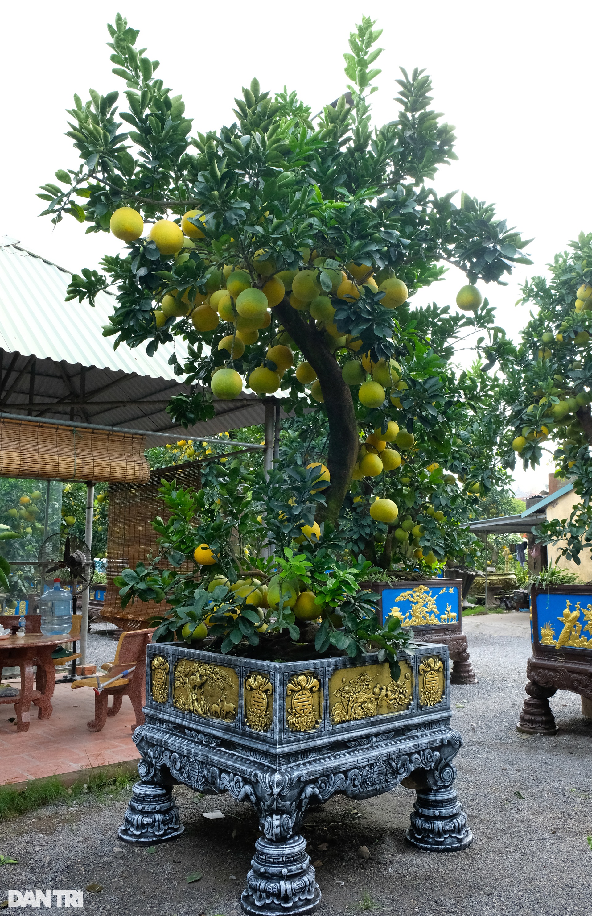 Poisonous ornamental pomelo tree was paid for 80 million dong for Tet display - 3