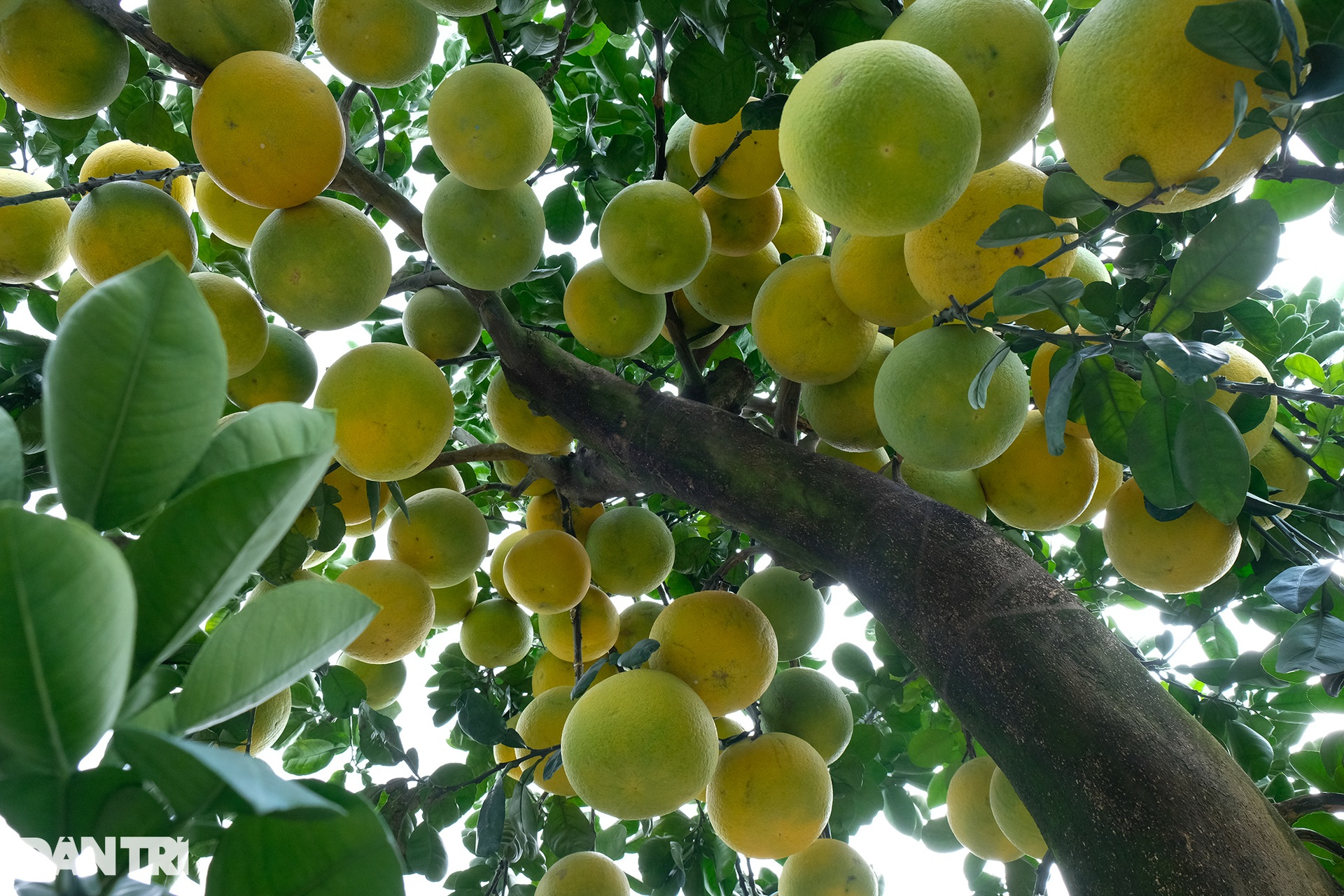 Poisonous ornamental pomelo tree was paid for 80 million VND for Tet display - 7