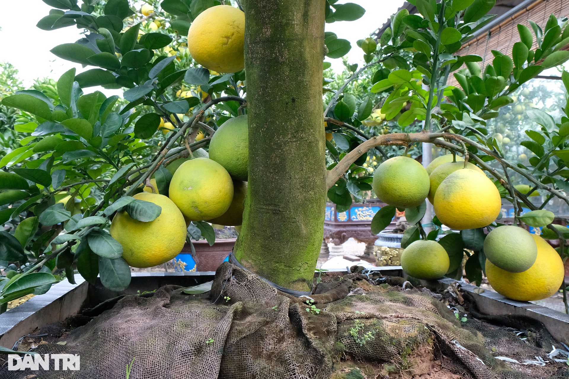 Poisonous ornamental pomelo tree was paid for at VND 80 million for Tet display - 6