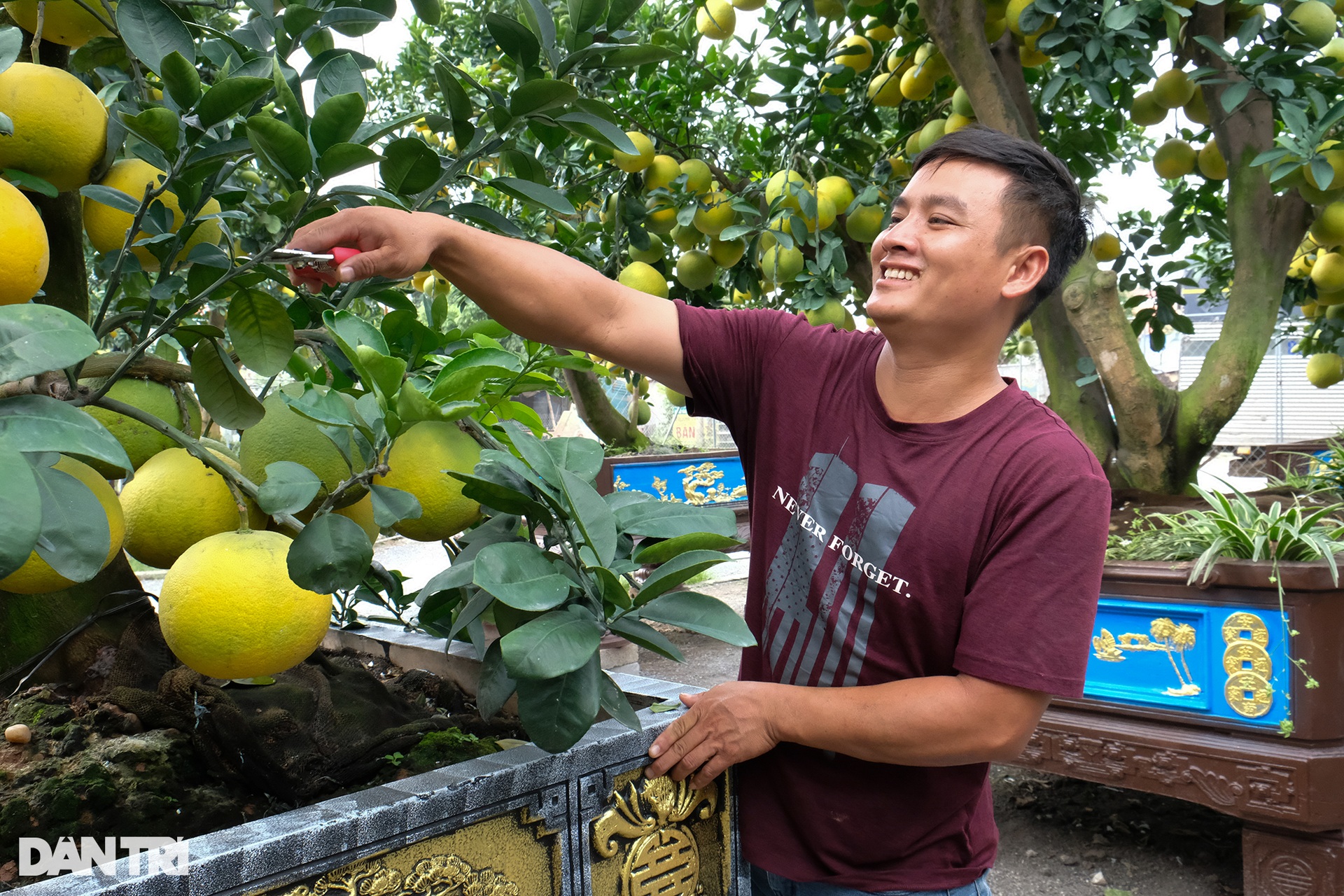 Poisonous ornamental pomelo tree was paid 80 million dong for Tet display - 4