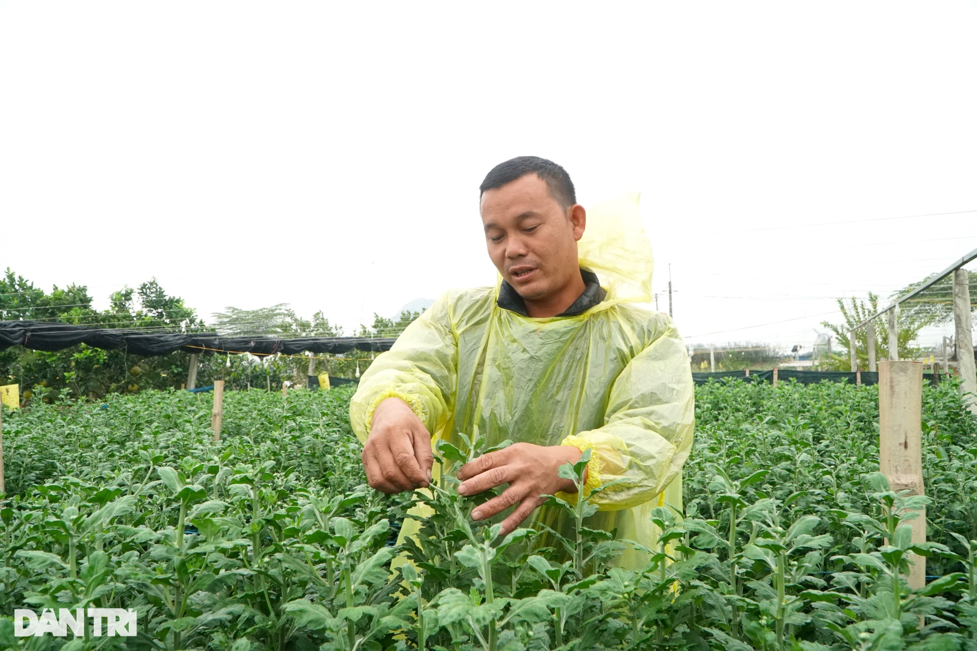 Nông dân vùng trồng hoa lớn nhất xứ Thanh tất bật vụ Tết - 3 Nông dân vùng trồng hoa lớn nhất xứ Thanh tất bật vụ Tết - 3