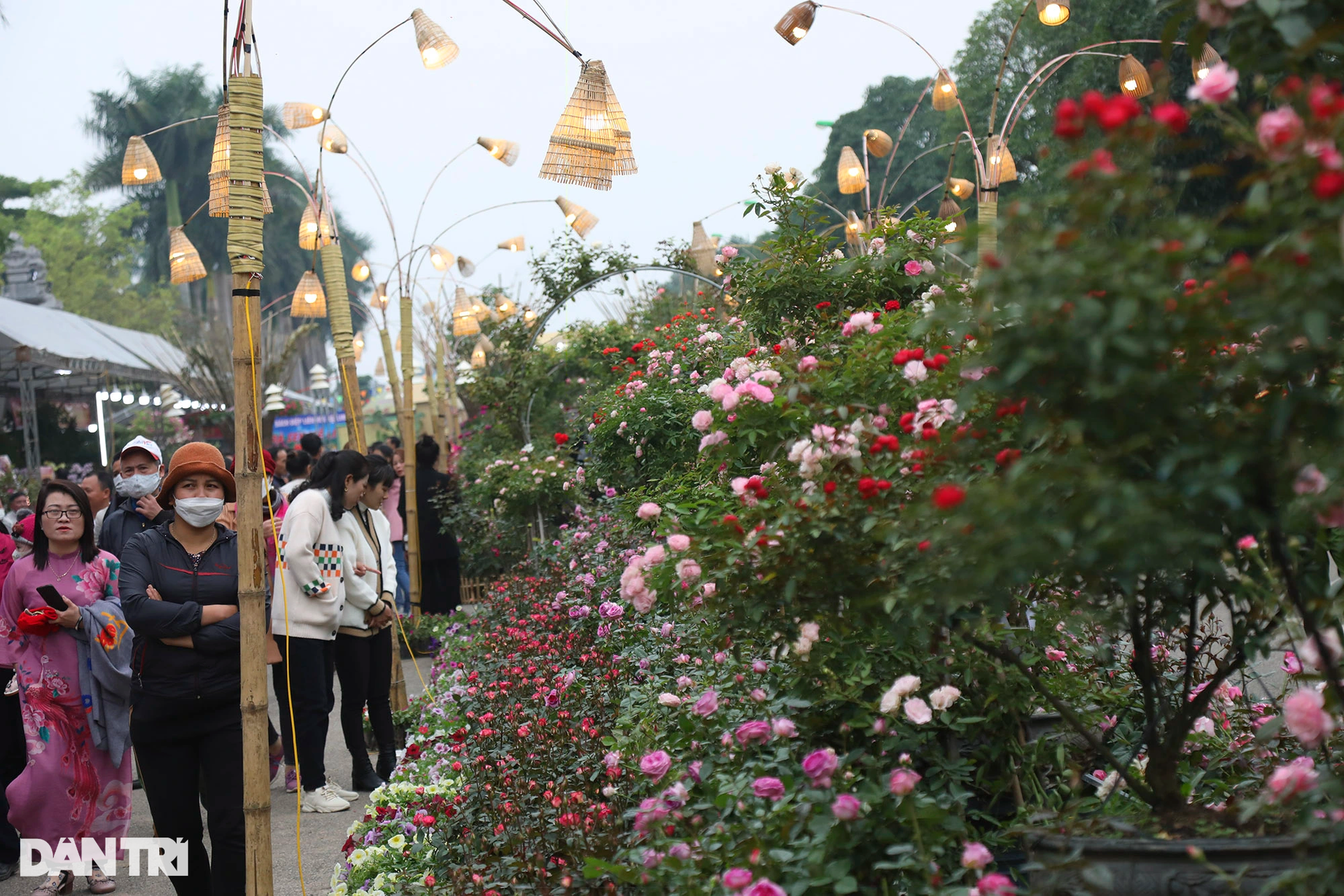 Thưởng thức lễ hội hoa lần đầu xuất hiện tại thủ phủ hoa miền Bắc - 11 Thưởng thức lễ hội hoa lần đầu xuất hiện tại thủ phủ hoa miền Bắc - 11