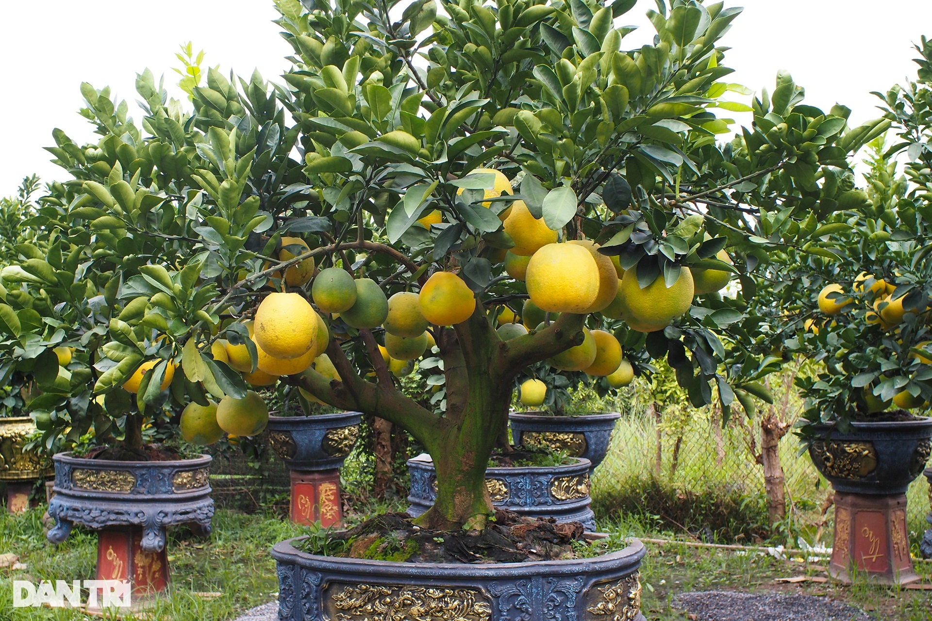 Poisonous ornamental pomelo tree was paid for 80 million dong for Tet display - 2