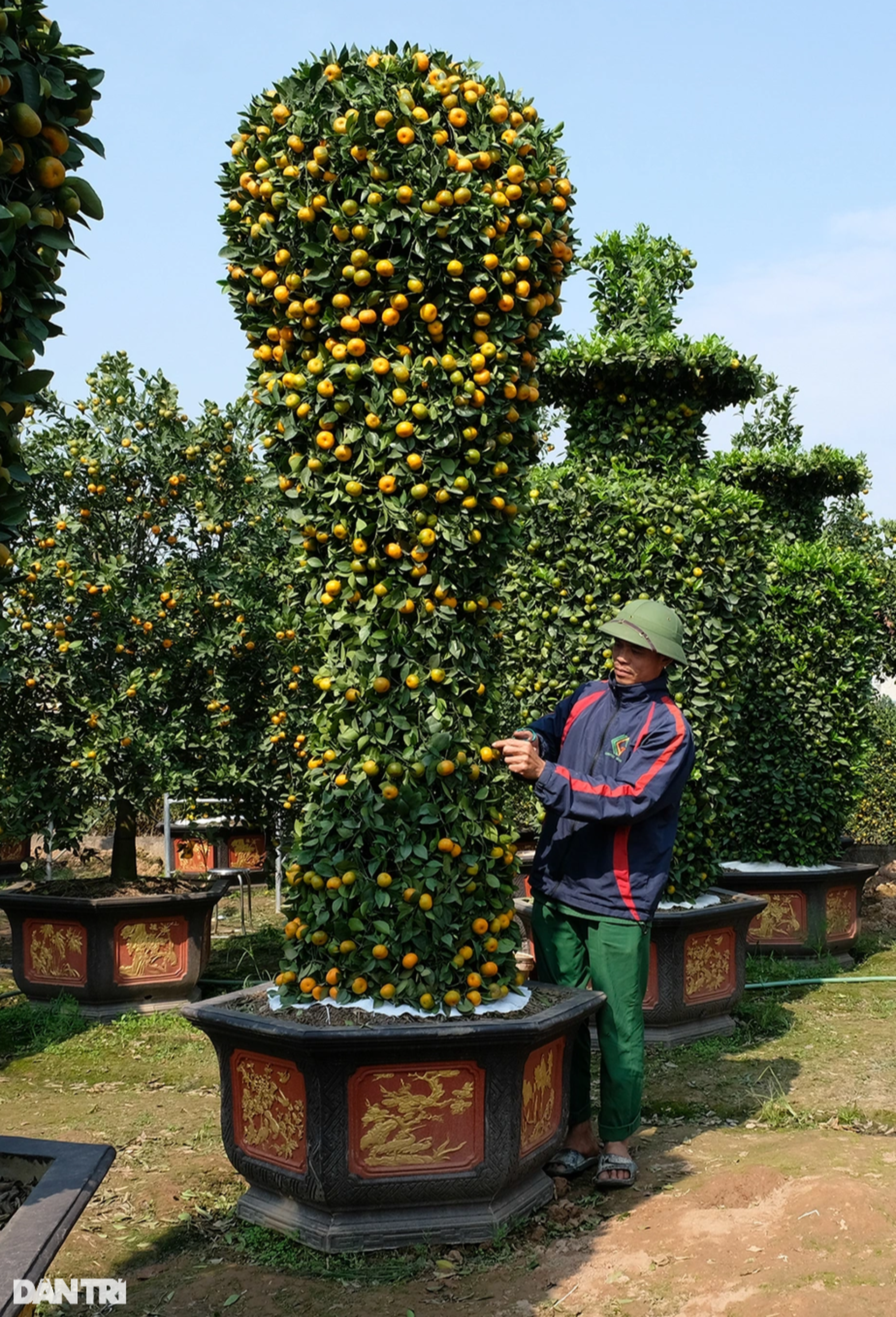 Admire the giant tangerine tree symbolizing Tet in the shape of the World Cup gold cup - 3