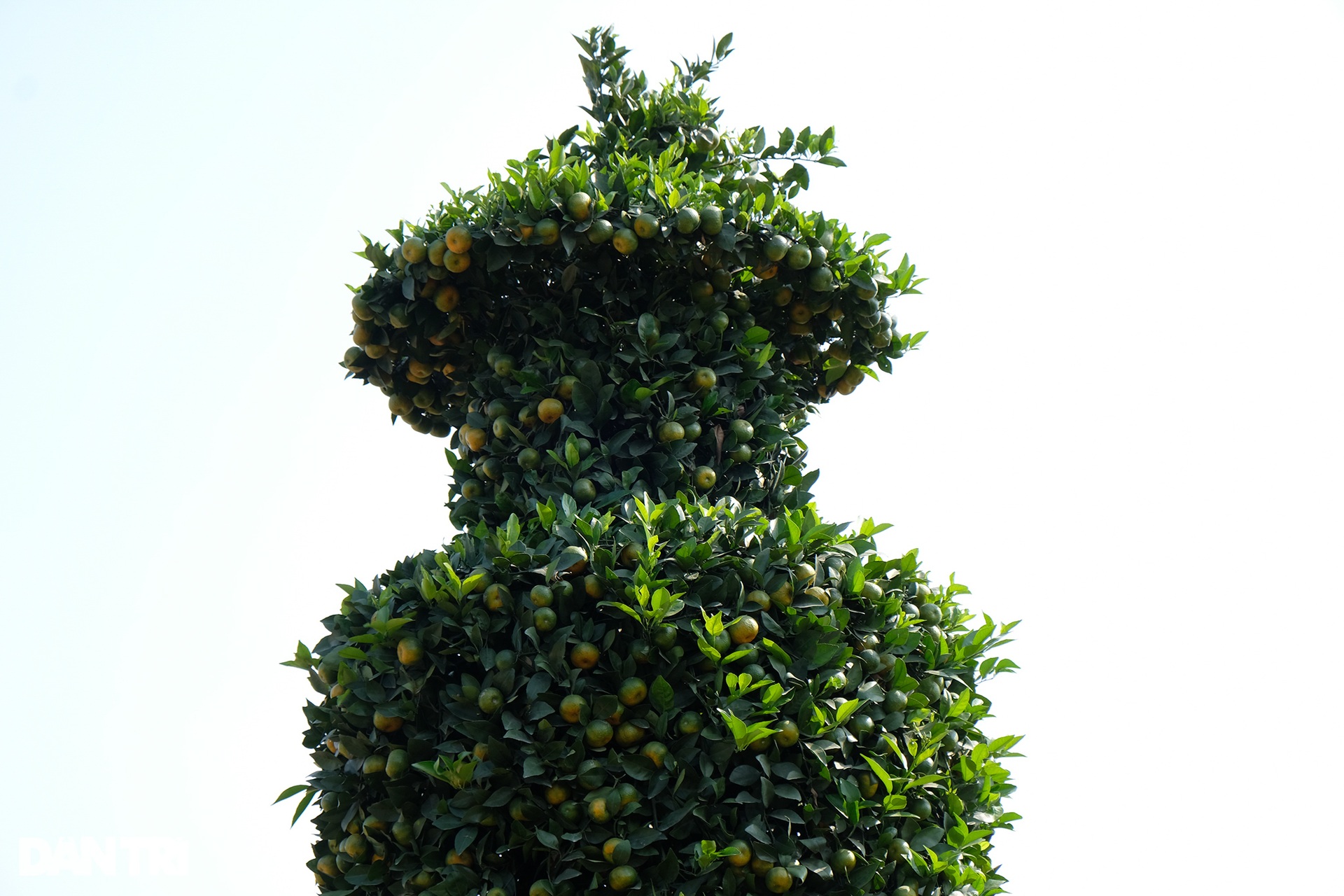 Admire the giant tangerine tree symbolizing Tet in the shape of the World Cup gold cup - 7