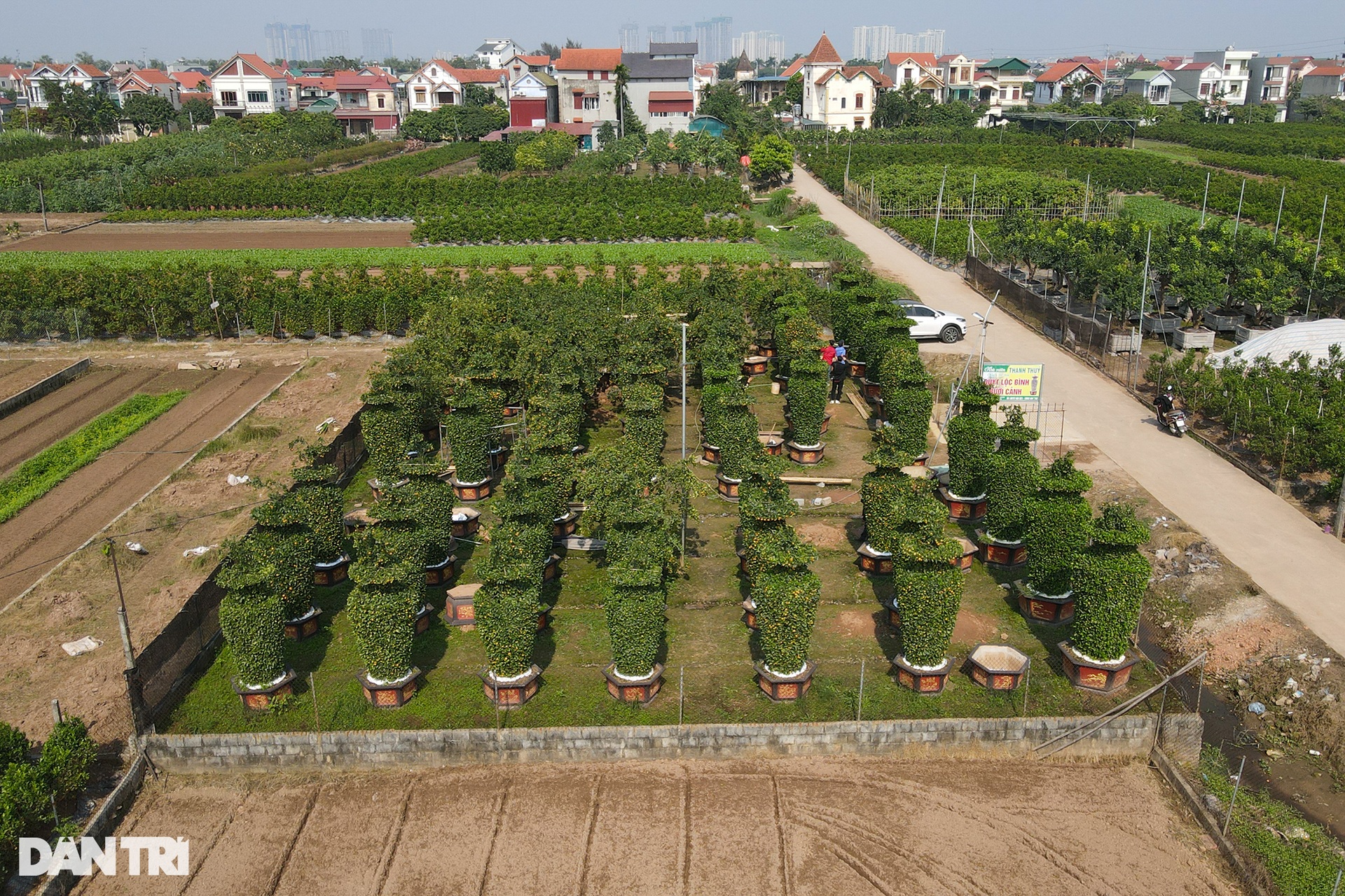 Admire the giant tangerine tree symbolizing Tet in the shape of the World Cup gold cup - 1