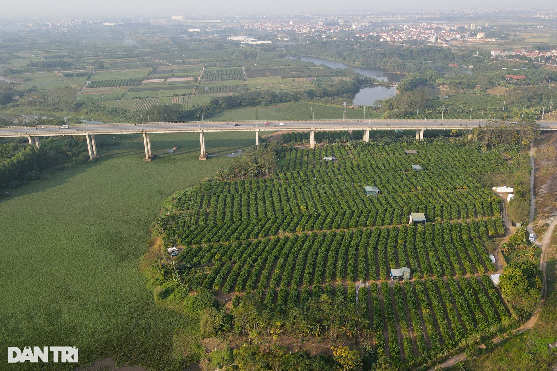 The capital of growing Buddha's hands on the outskirts of Hanoi is busy in the Tet season - 1