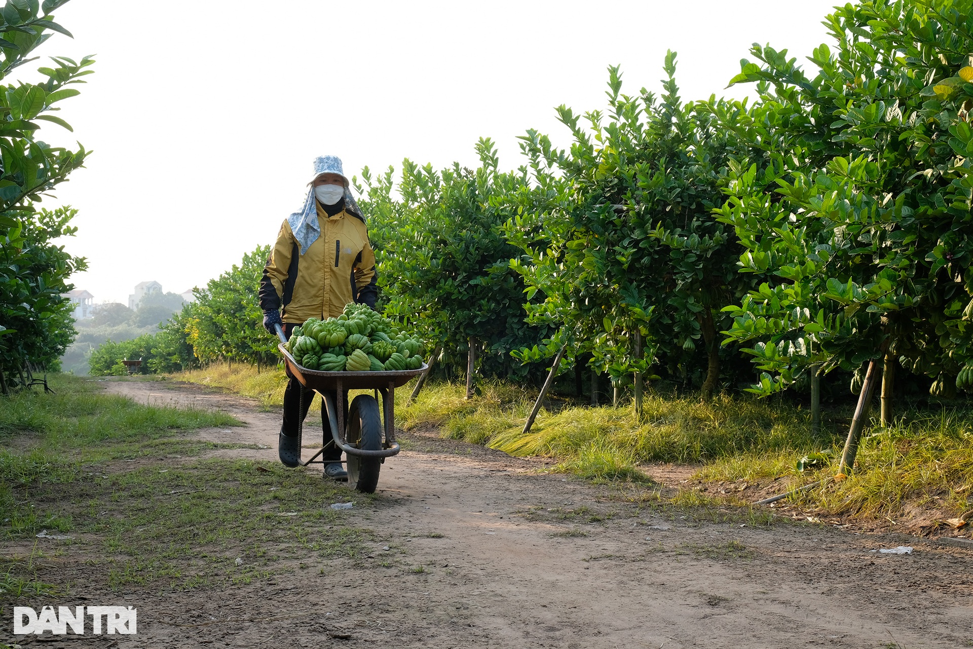 The capital of growing Buddha's hands on the outskirts of Hanoi is busy in the Tet season - 8