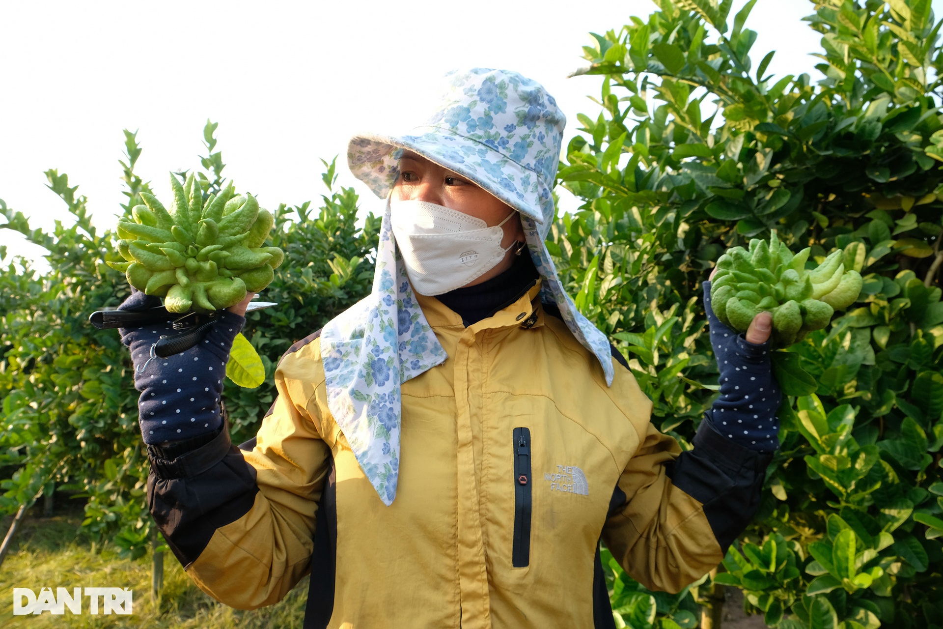 The capital of growing Buddha's hands on the outskirts of Hanoi is busy in the Tet season - 3