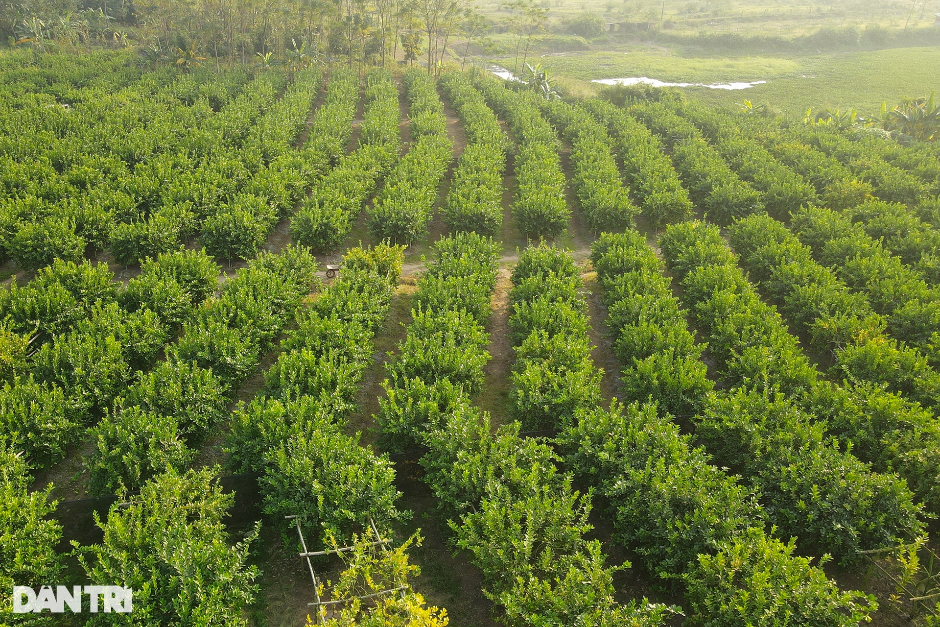 The capital of growing Buddha's hands on the outskirts of Hanoi is busy in the Tet season - 10