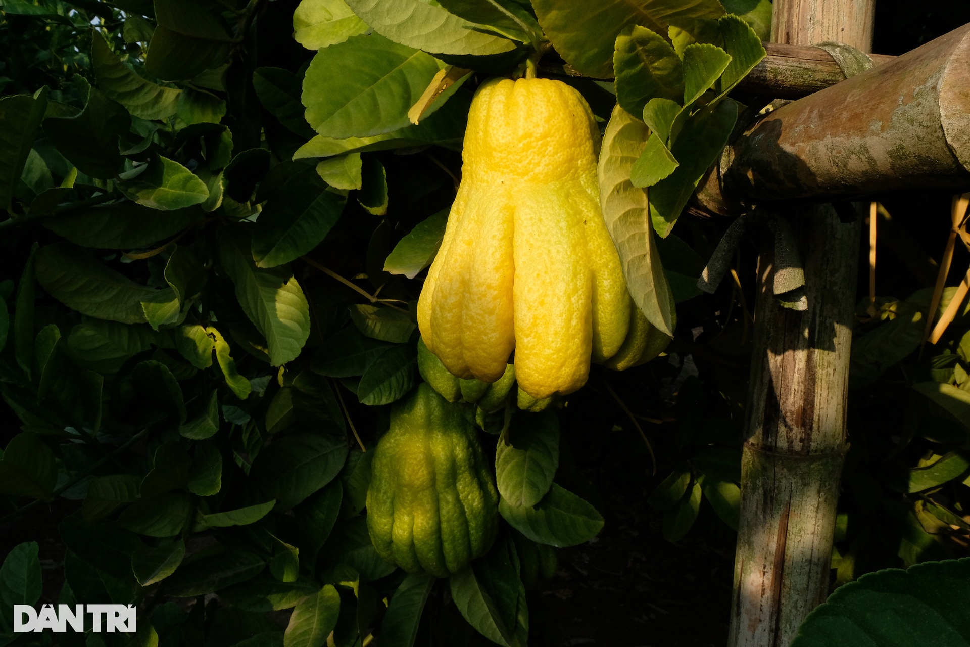 The capital of growing Buddha's hands on the outskirts of Hanoi is busy in the Tet season - 5